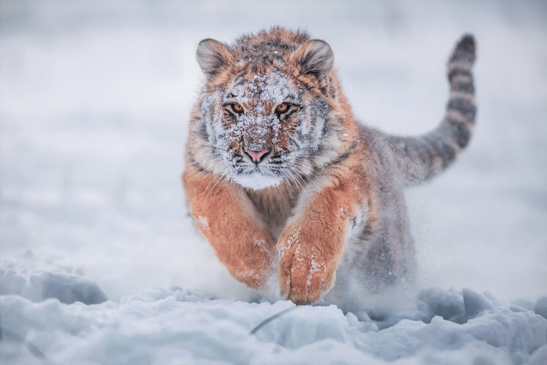 Siberian, Tigers Wallpaper, 1920x1280 HD Desktop