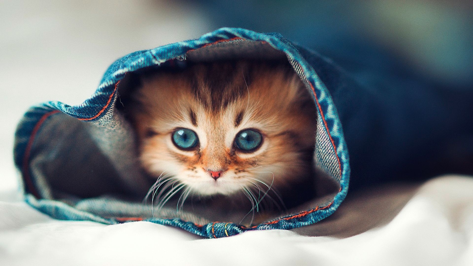blue-eyed tabby kitten, blue denim jeans leg, white bedsheet, Full HD Desktop wallpaper