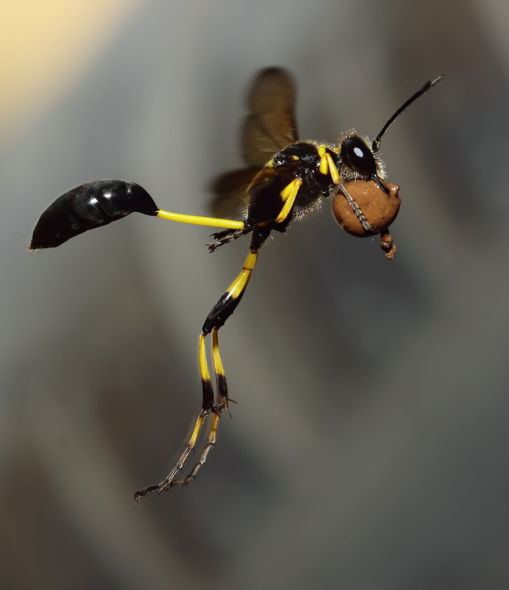 Black-waisted mud-dauber, Wasp Wallpaper, 1770x2050 HD Phone