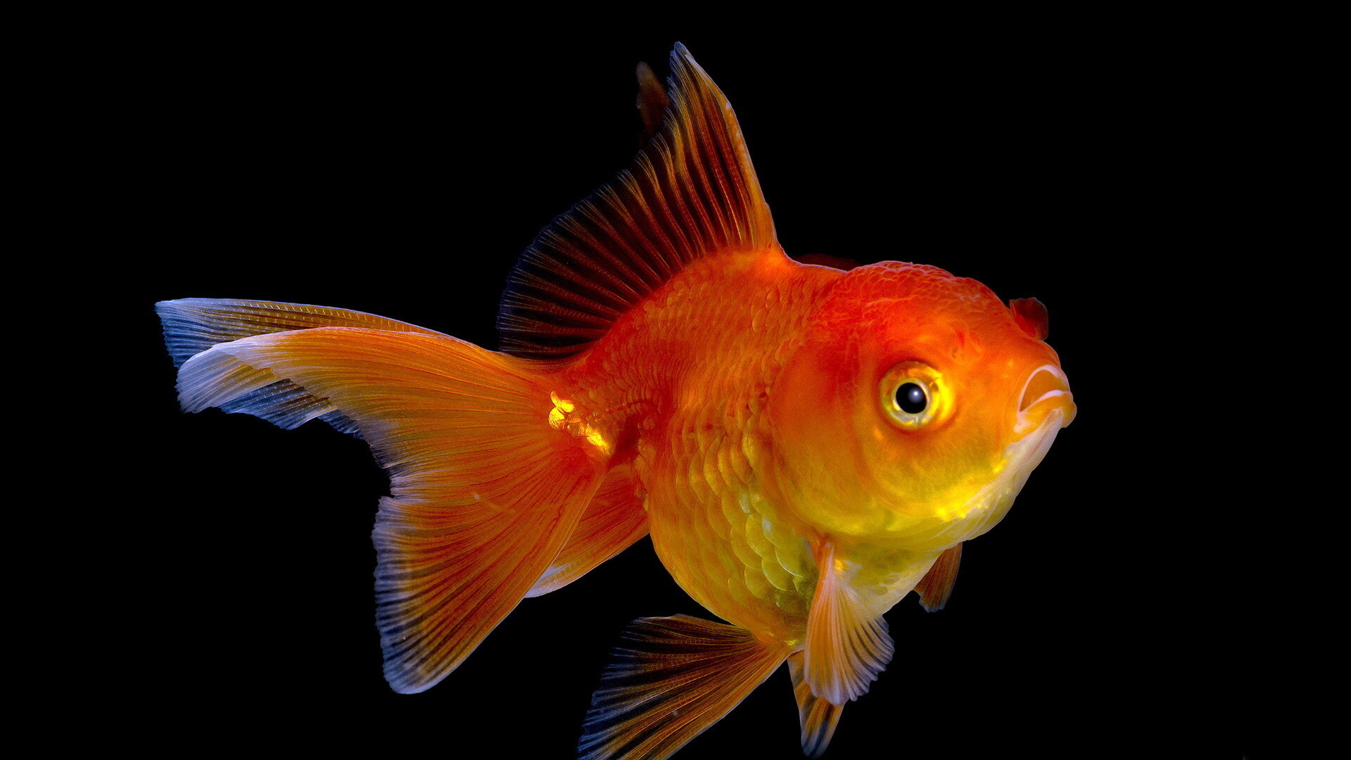 Gold Fish, Goldfish HD wallpaper, Background image, no keywords available, 1920x1080 Full HD Desktop