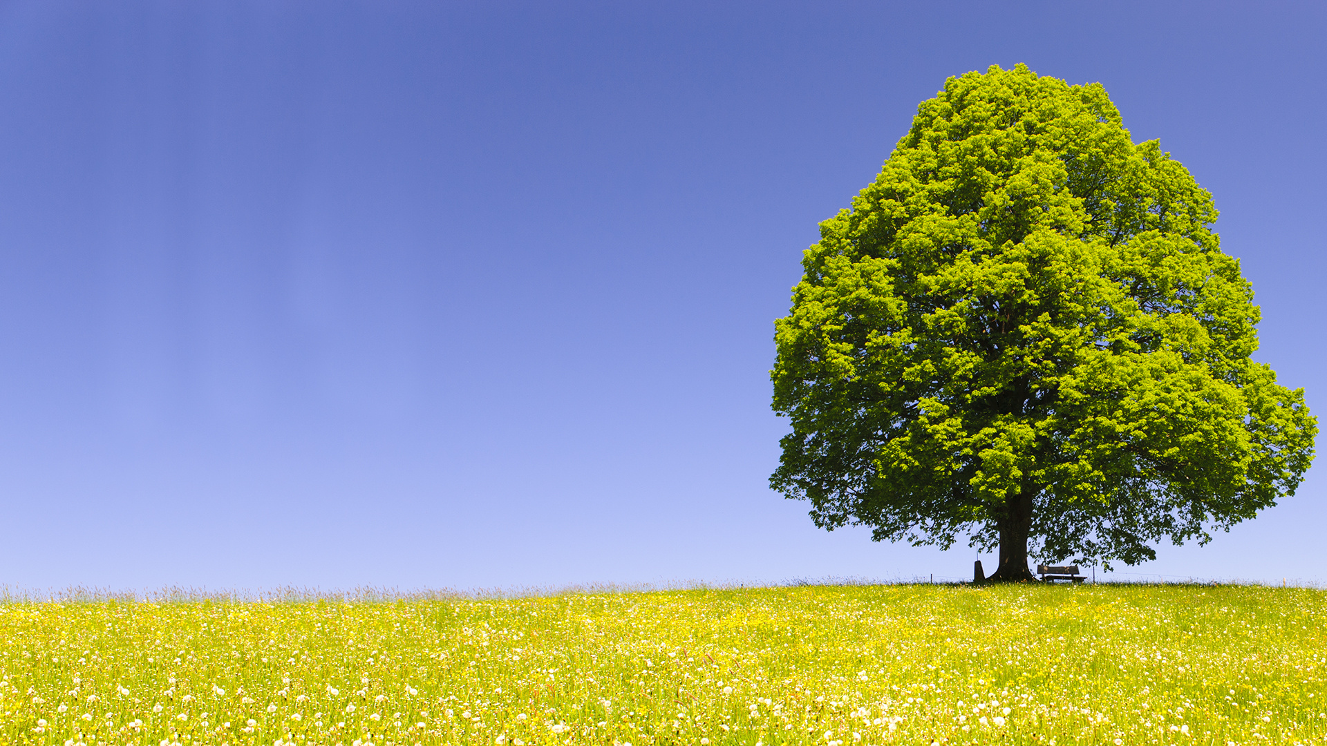 Linden Tree, der lindenbaum, charlotte hoather, Nature, 1920x1080 Full HD Desktop