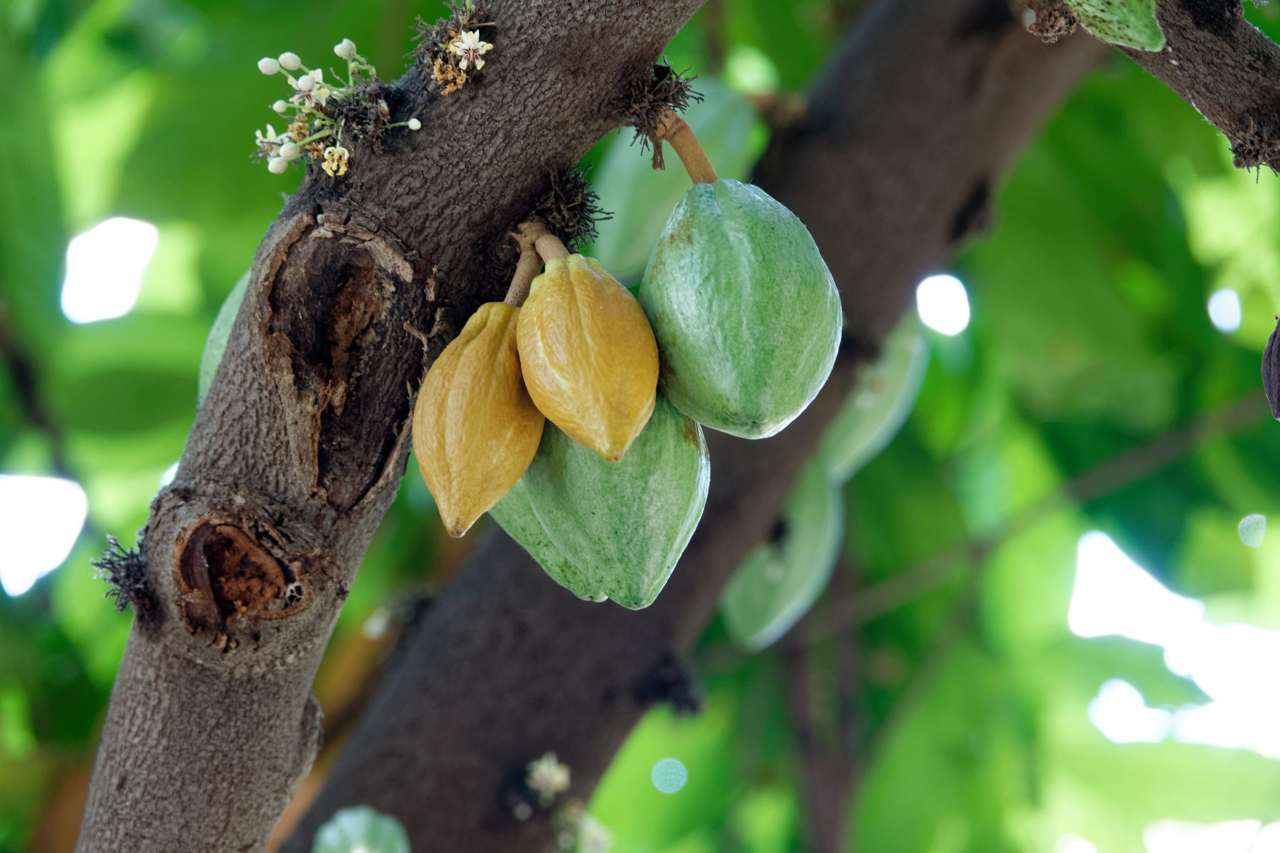 Fine cocoa flavor, Flavor profile, Quickly determine, Precise assessment, 2560x1710 HD Desktop