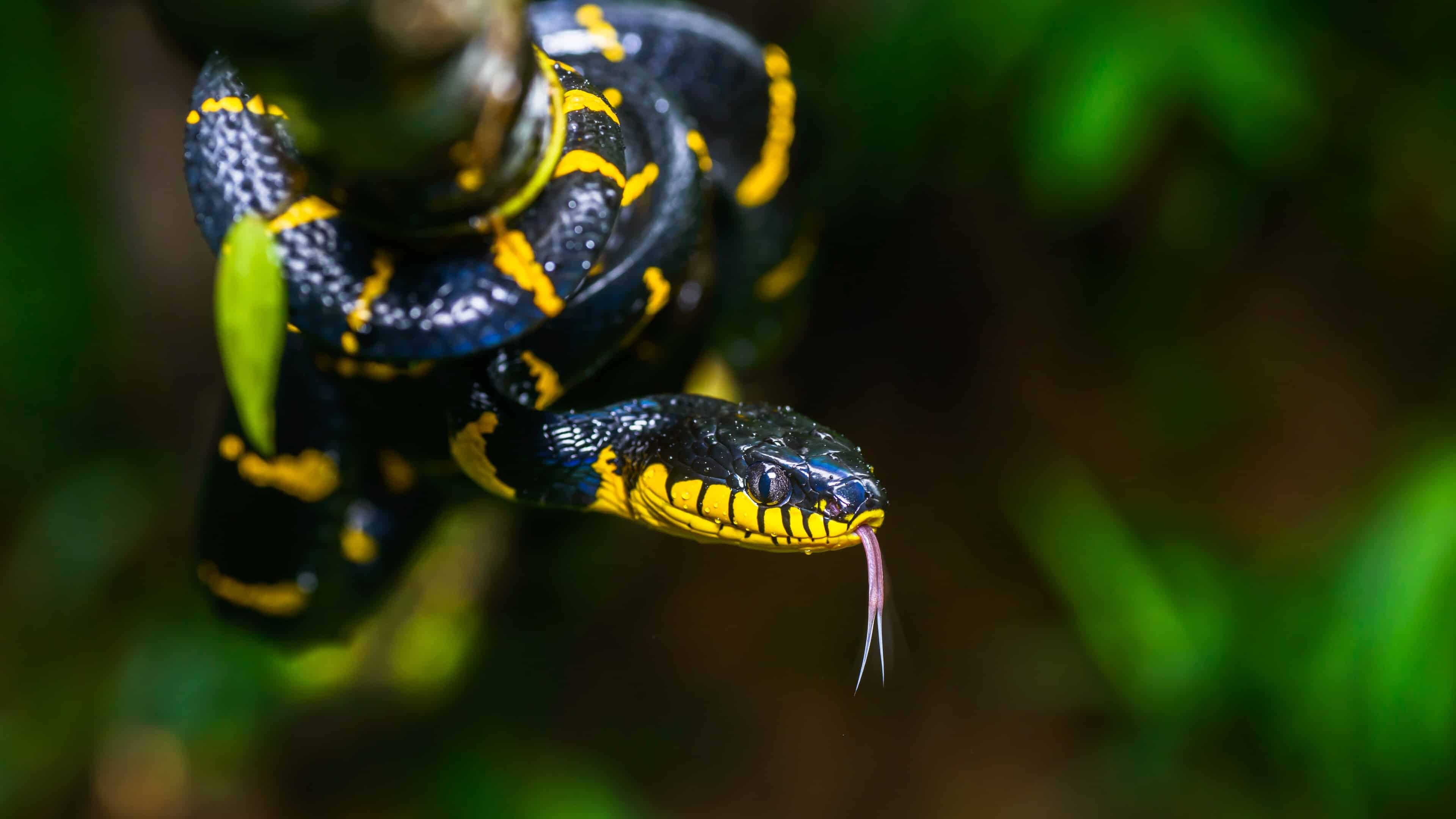 Mangrove snake, Snakes Wallpaper, 3840x2160 4K Desktop