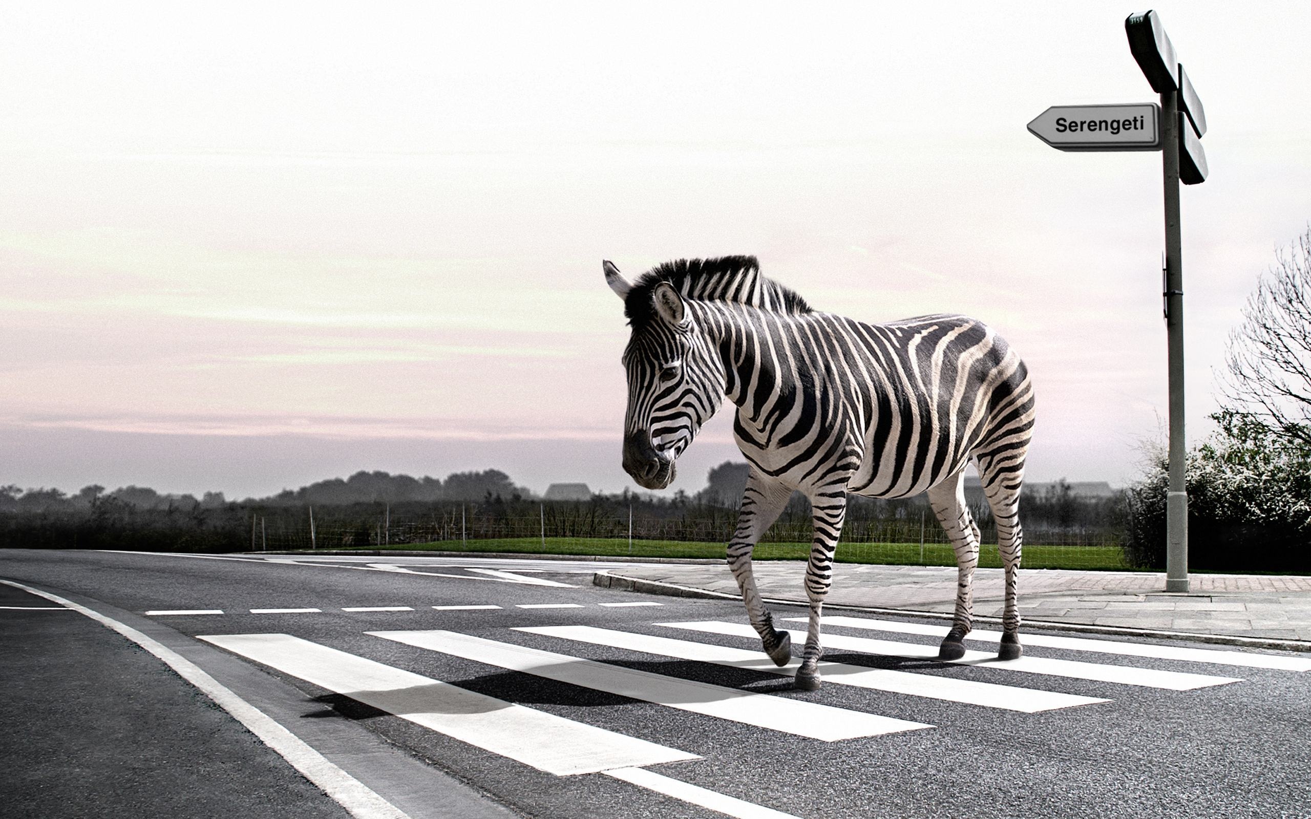 Zebra wallpapers, Graceful herbivores, African savannah, Nature's beauty, 2560x1600 HD Desktop