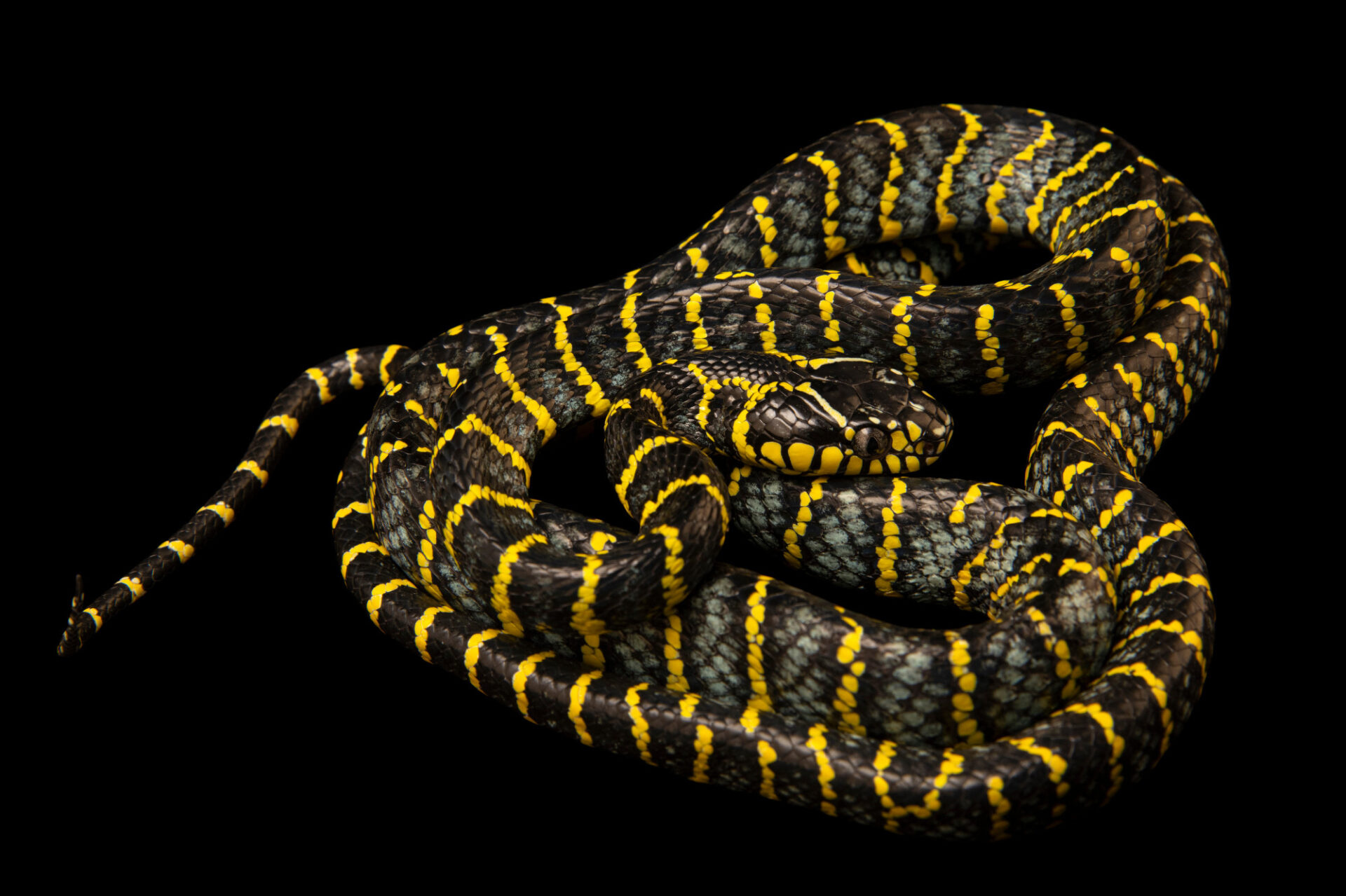 Boiga snake, Animal portraits, Joel Sartore, Reptile photography, 1920x1280 HD Desktop