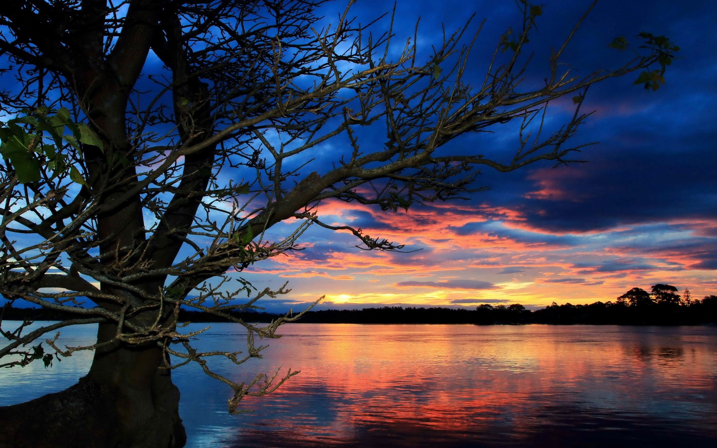gnarled lakeside tree, fiery sunset clouds, reflective twilight lake, HD Desktop wallpaper