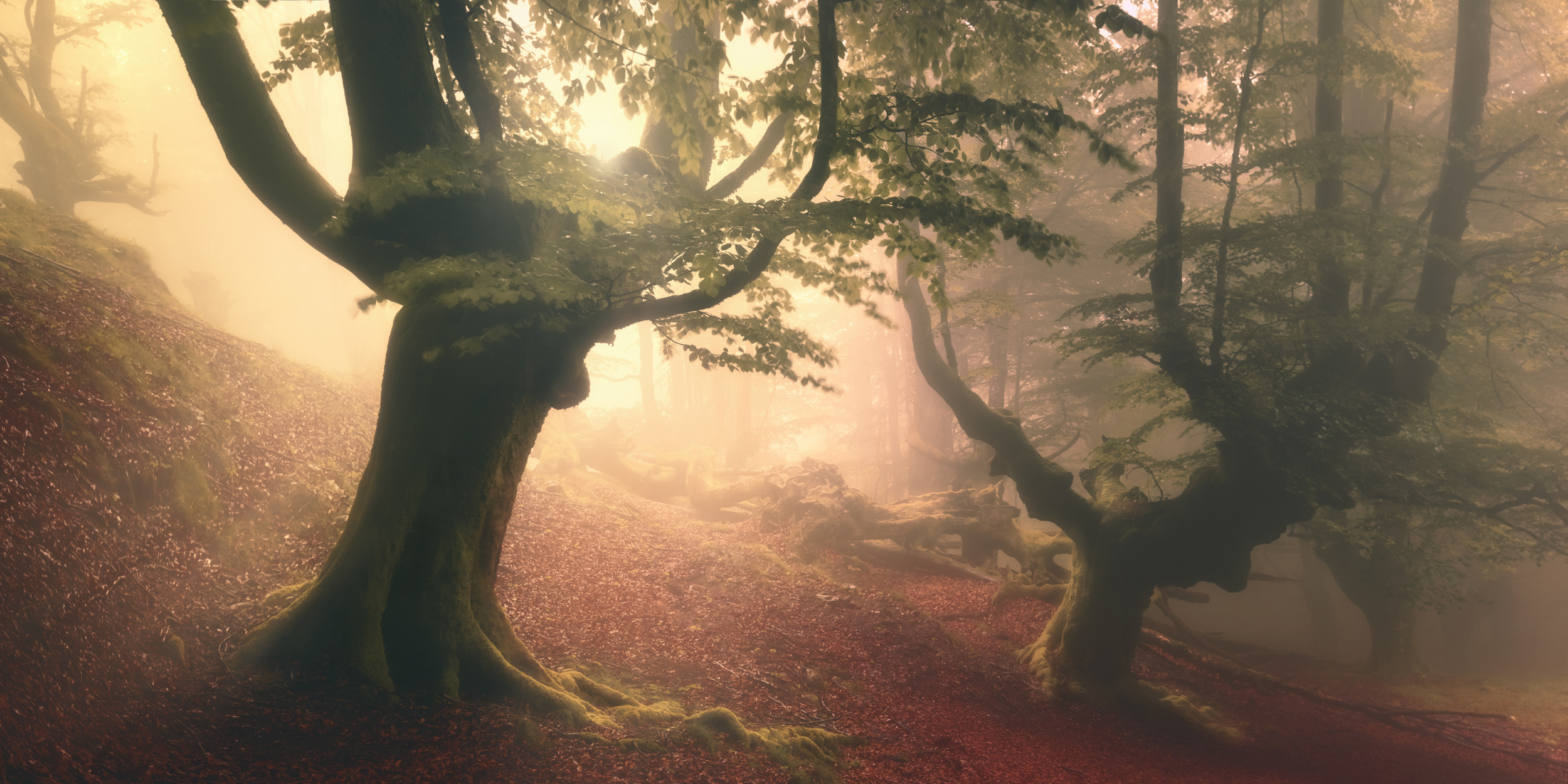 Fangorn, Movies, Roberto Rivera, Fangorn Forest, 2500x1250 Dual Screen Desktop