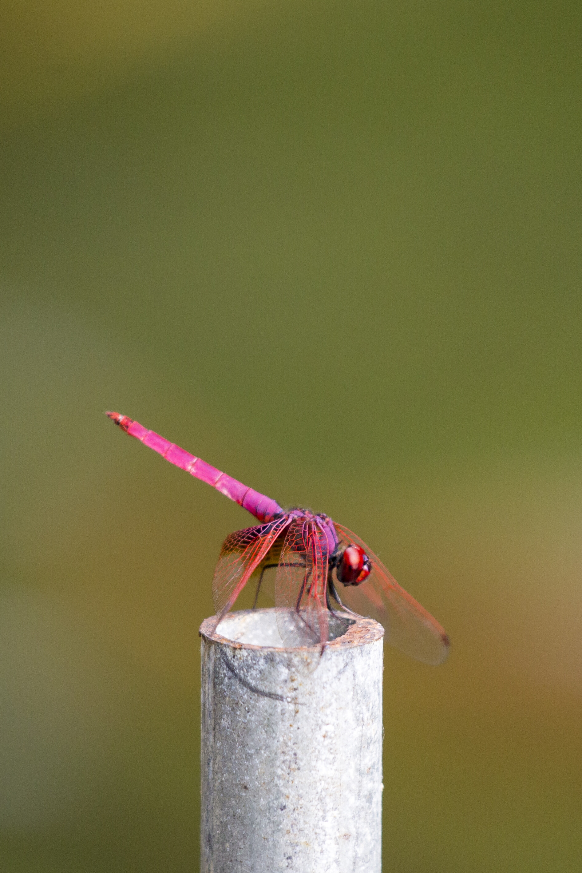 Violet dropwing, Dragonflies Wallpaper, 1900x2840 HD Phone