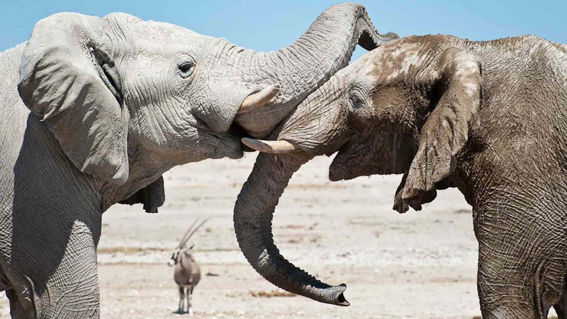 Etosha National Park, Namibia, Natural world safaris, 1920x1080 Full HD Desktop