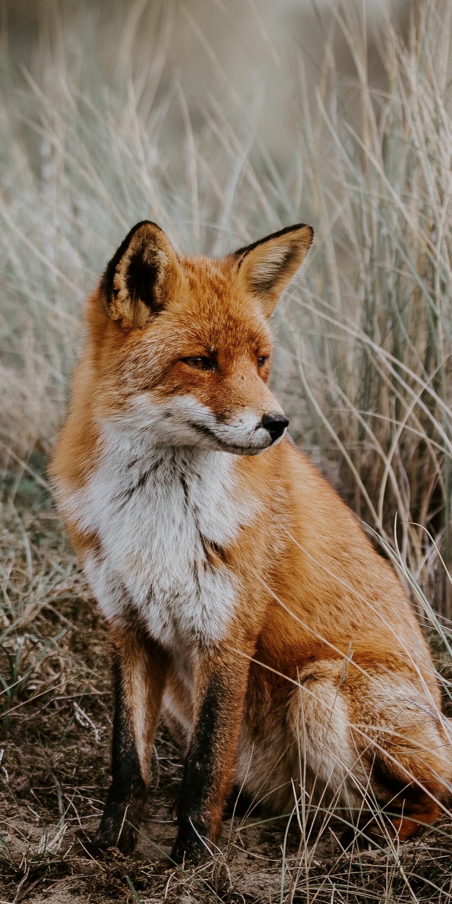 Outdoor grassland predator, Cute pet fox, Lush grass, Wildlife, 1440x2880 HD Phone