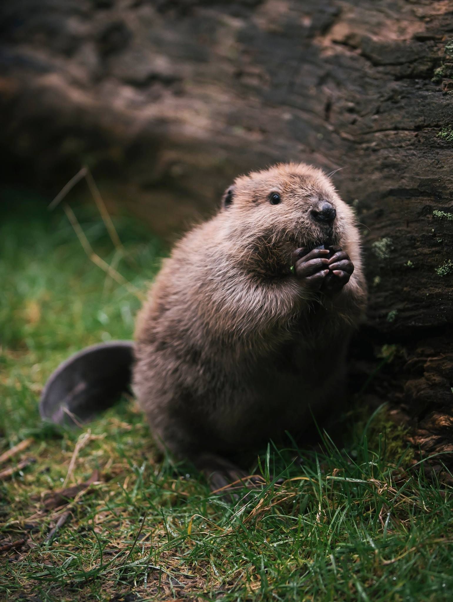 Baby, Beavers Wallpaper, 1550x2050 HD Phone