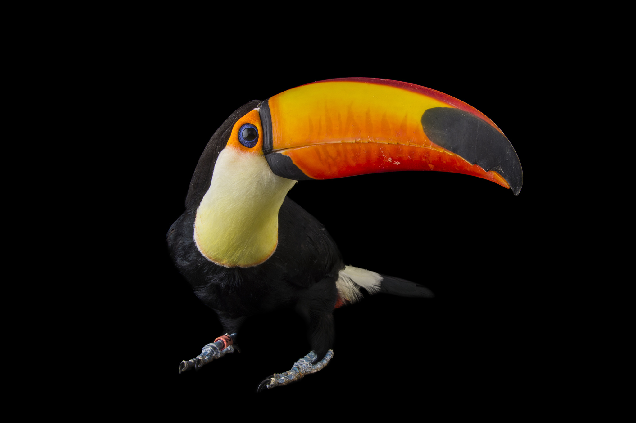 Toucan, Toucan wallpapers, Animal HQ pictures, 4K resolution, 2050x1370 HD Desktop