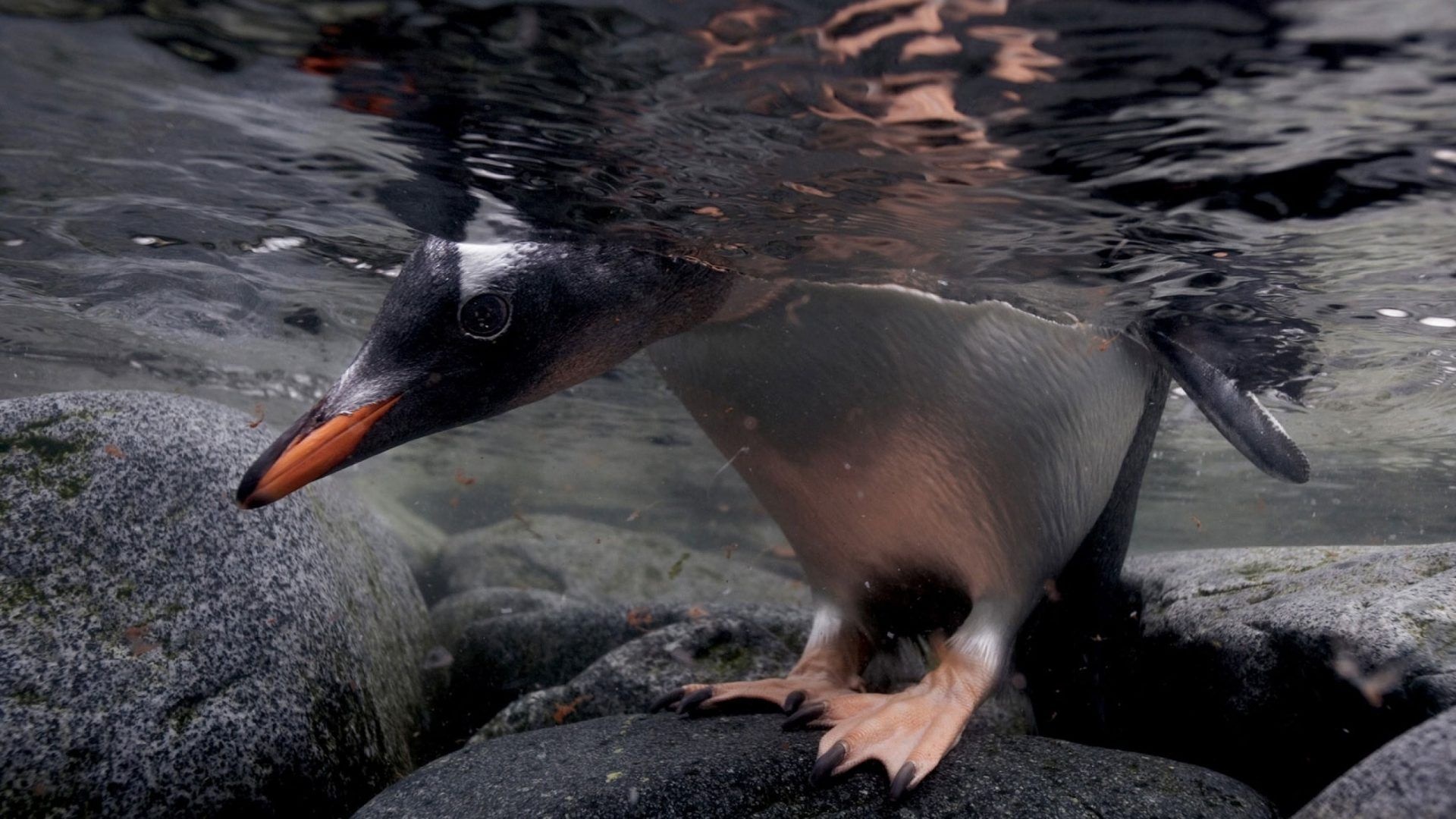 Cute penguin winter animal wallpapers, Top free backgrounds, Endearing creatures, Winter beauty, 1920x1080 Full HD Desktop