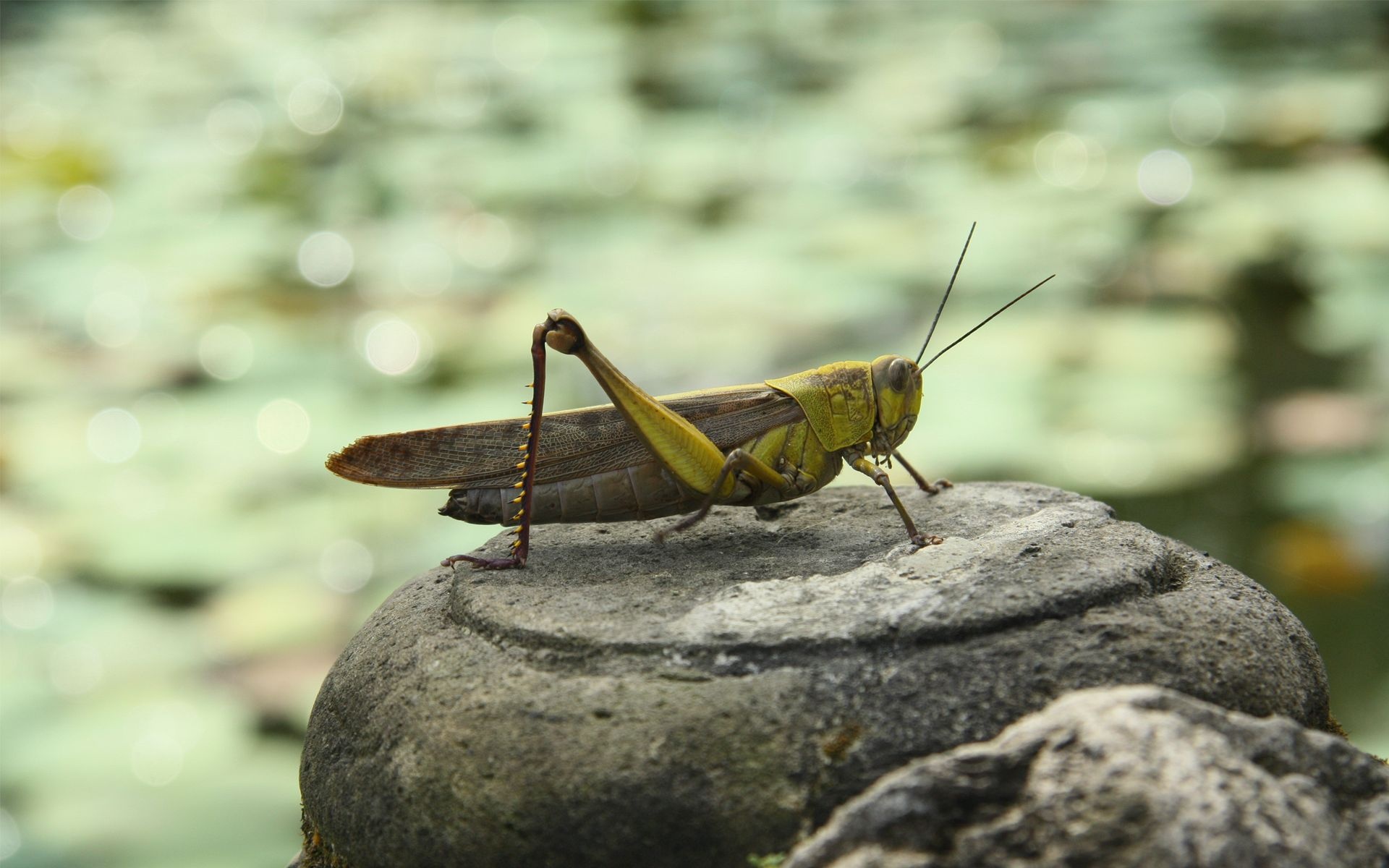 Grasshopper in nature, Leaf muncher, Camouflaged expert, Acrobatic insect, 1920x1200 HD Desktop