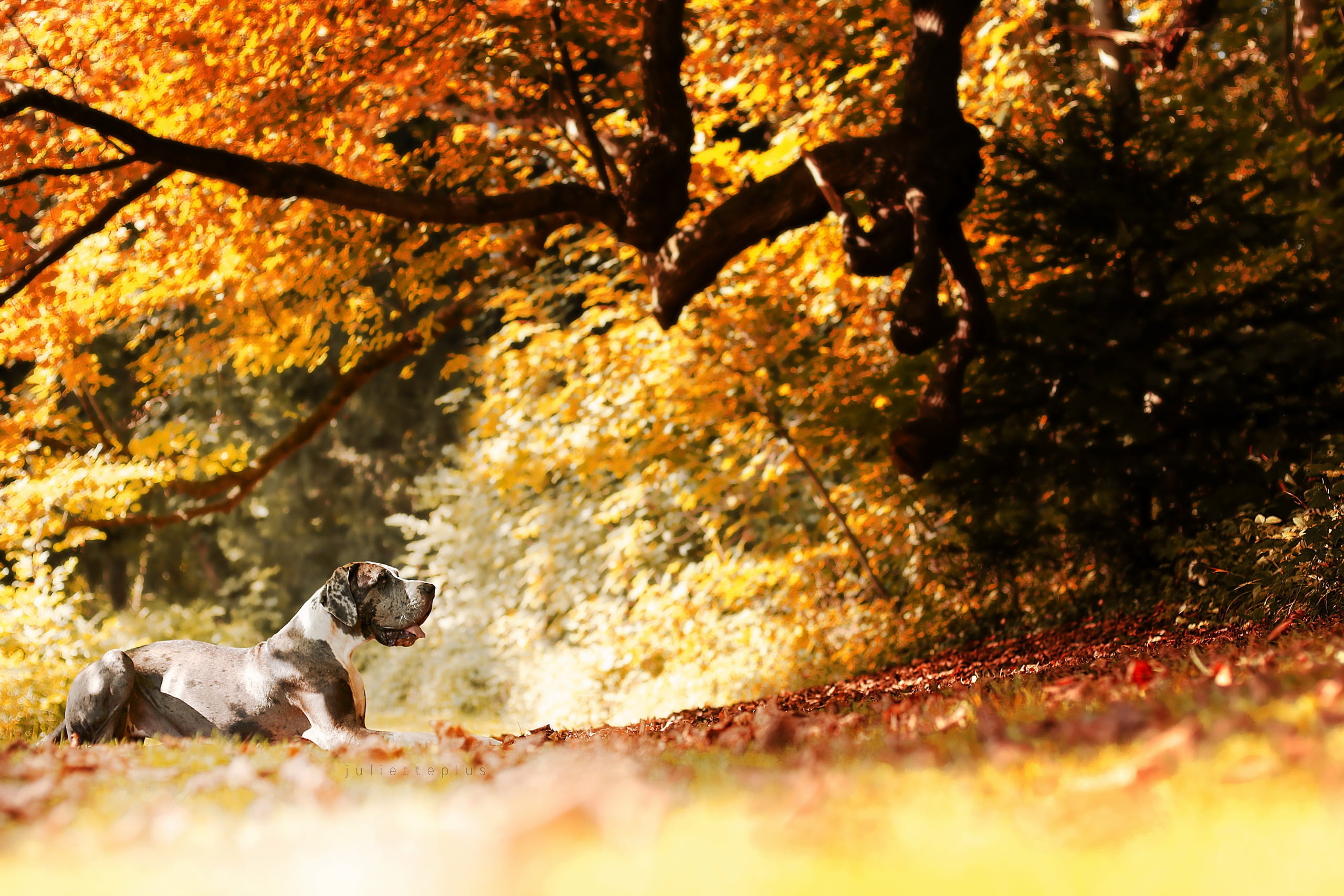 Adult gray Great Dane, Tree companion, Relaxation scene, Serenity, 2560x1710 HD Desktop