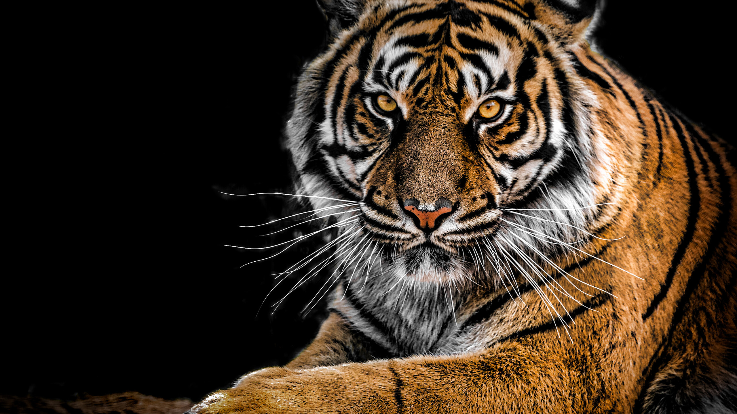Tiger close-up details, High-definition tiger shots, 2560x1440 HD Desktop