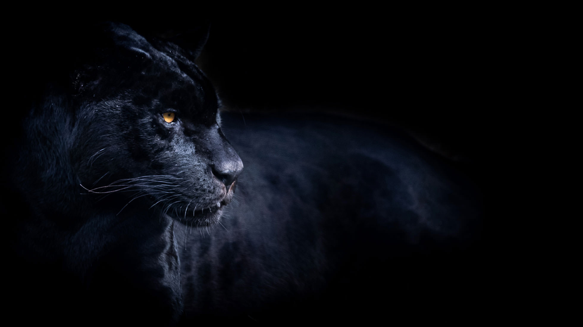 Boxtop AG's finest, Beast of an animal, Fiercely cast, Show-stopping panther, 1960x1100 HD Desktop