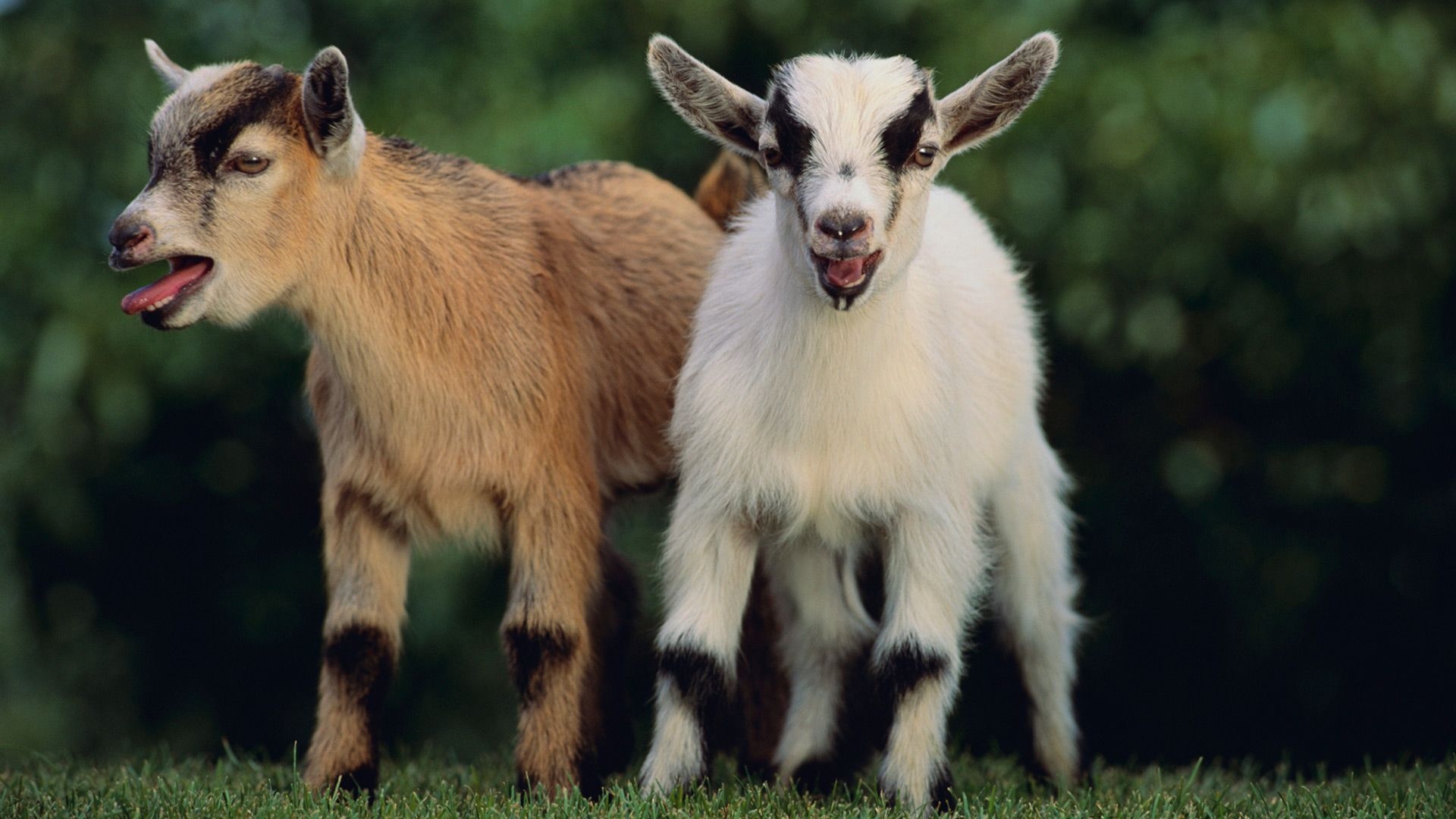 Goat wallpapers, Majestic goats, Stunning goat pictures, Beautiful animal backgrounds, 1920x1080 Full HD Desktop