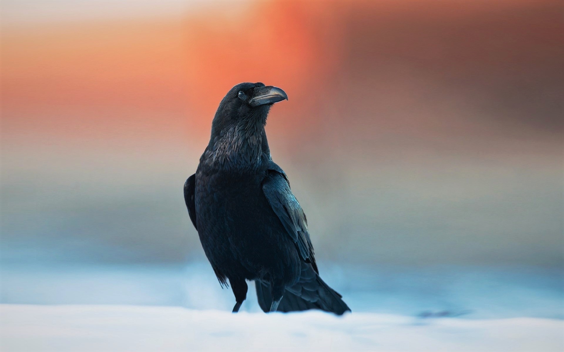 Raven wallpapers, Dark aesthetic, Gothic inspiration, Bird's allure, 1920x1200 HD Desktop