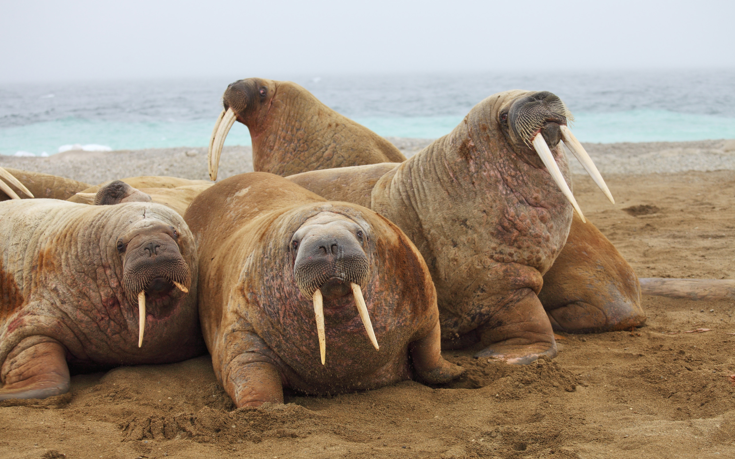 Walrus wallpaper, Majestic tusks, Oceanic creature, Arctic, 2560x1600 HD Desktop