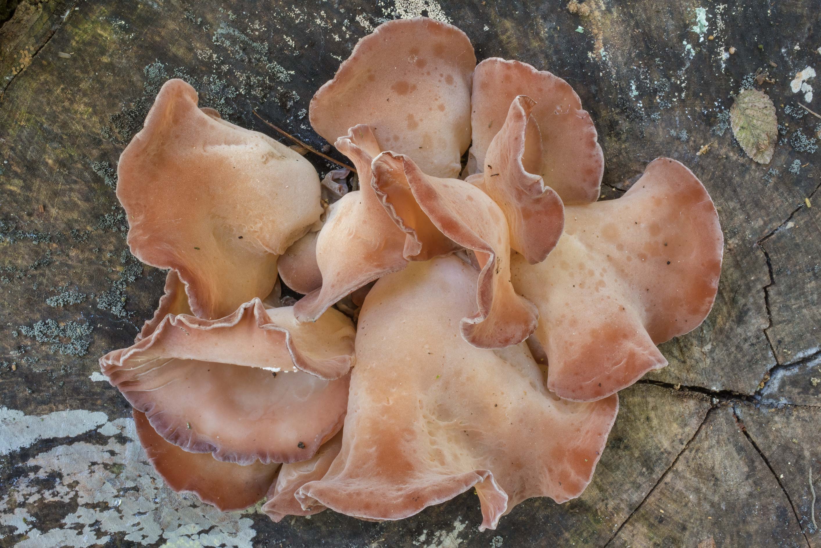 Wood Ear mushrooms, Park college station Texas, Food, 2830x1890 HD Desktop