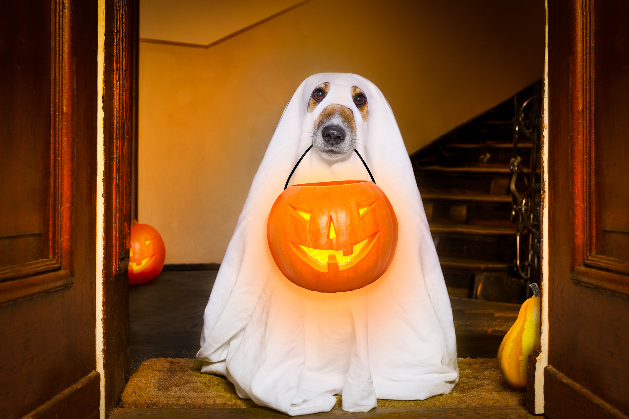 Ghost costume, Halloween Pets Wallpaper, 2130x1420 HD Desktop