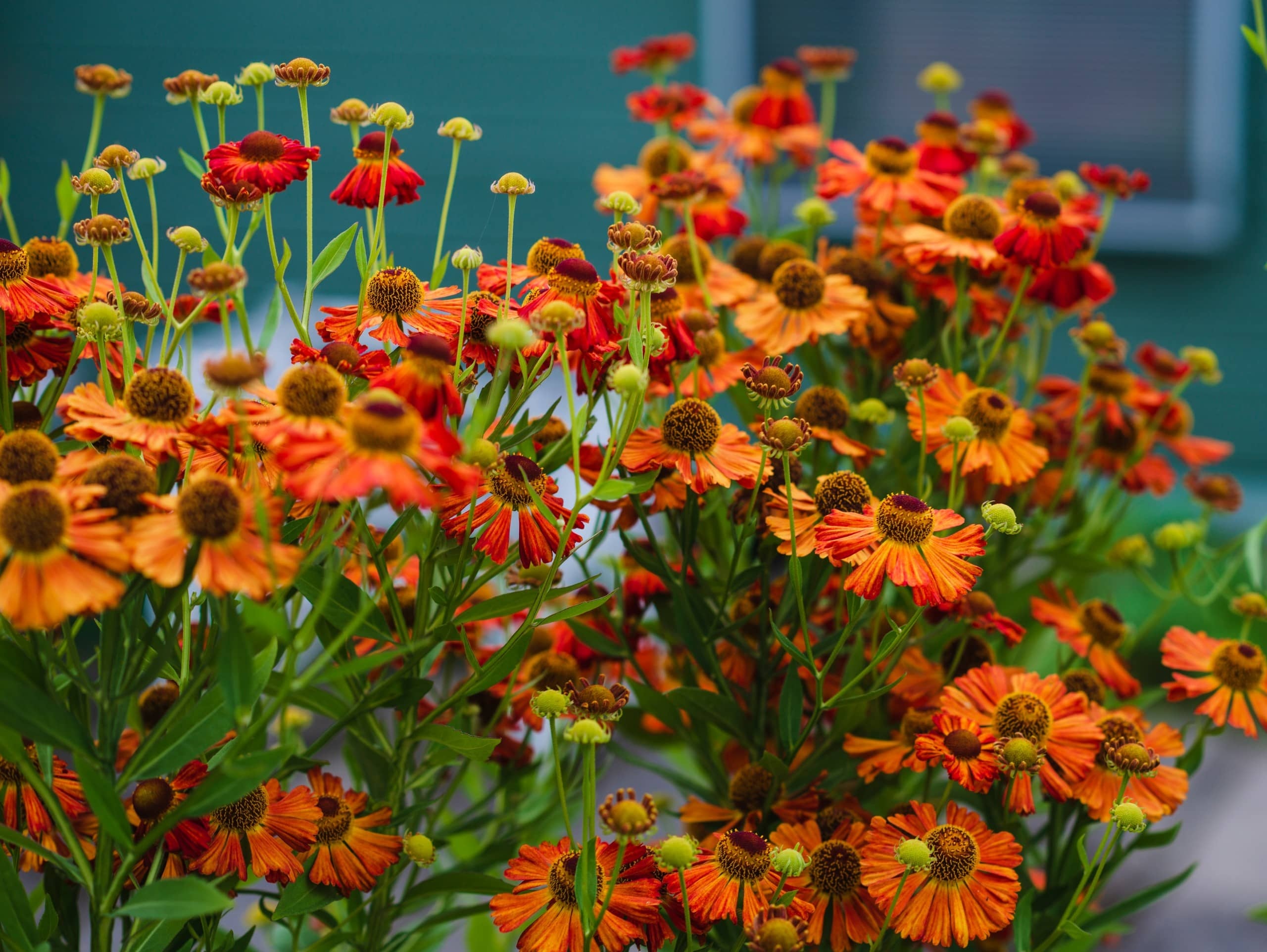 Helenium autumnale flowers, Orange sneezeweed blossoms, Green flower buds, HD Desktop wallpaper