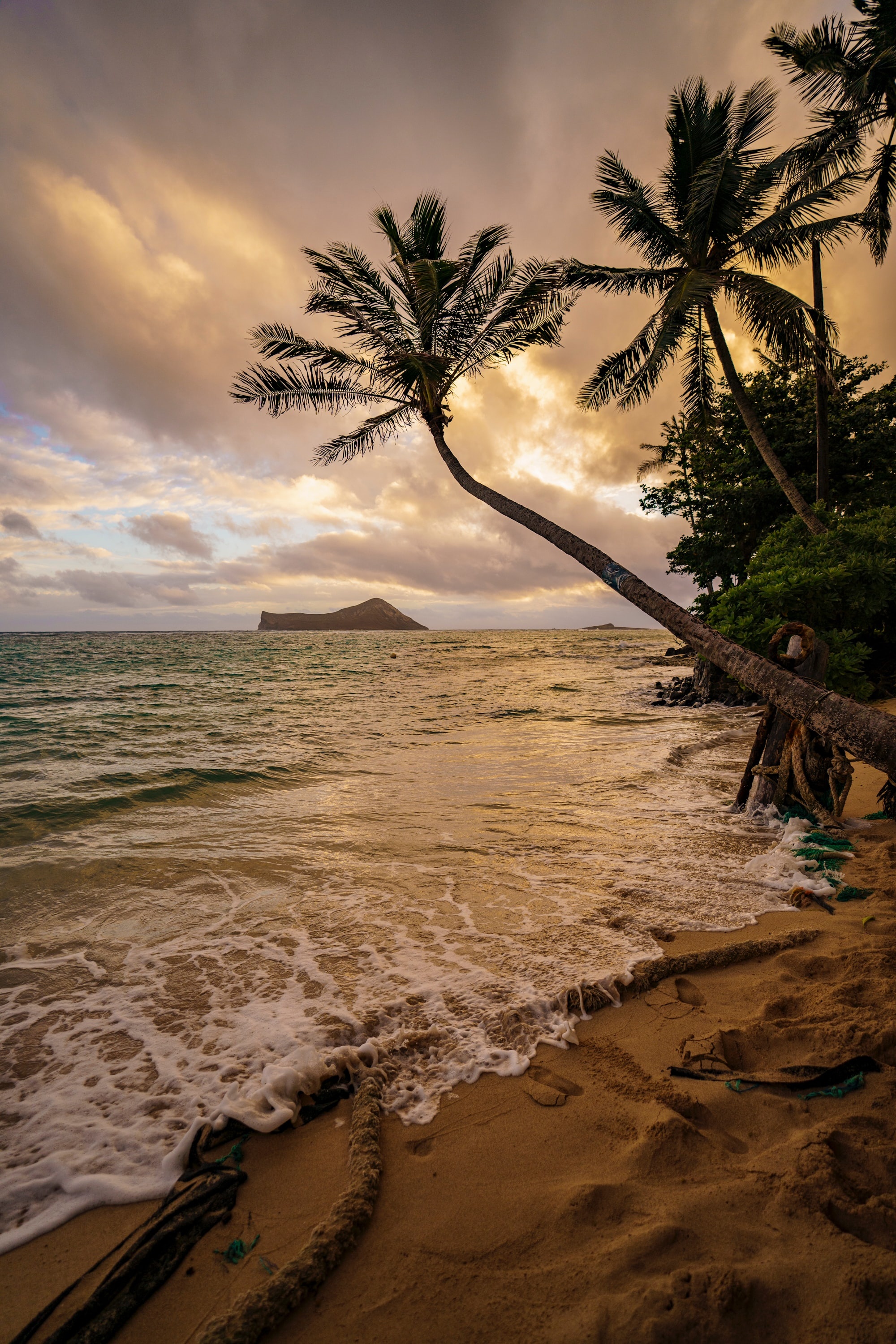 Manana Island, Leaning coconut palm tree, Golden sunrise beach tide, HD Phone wallpaper