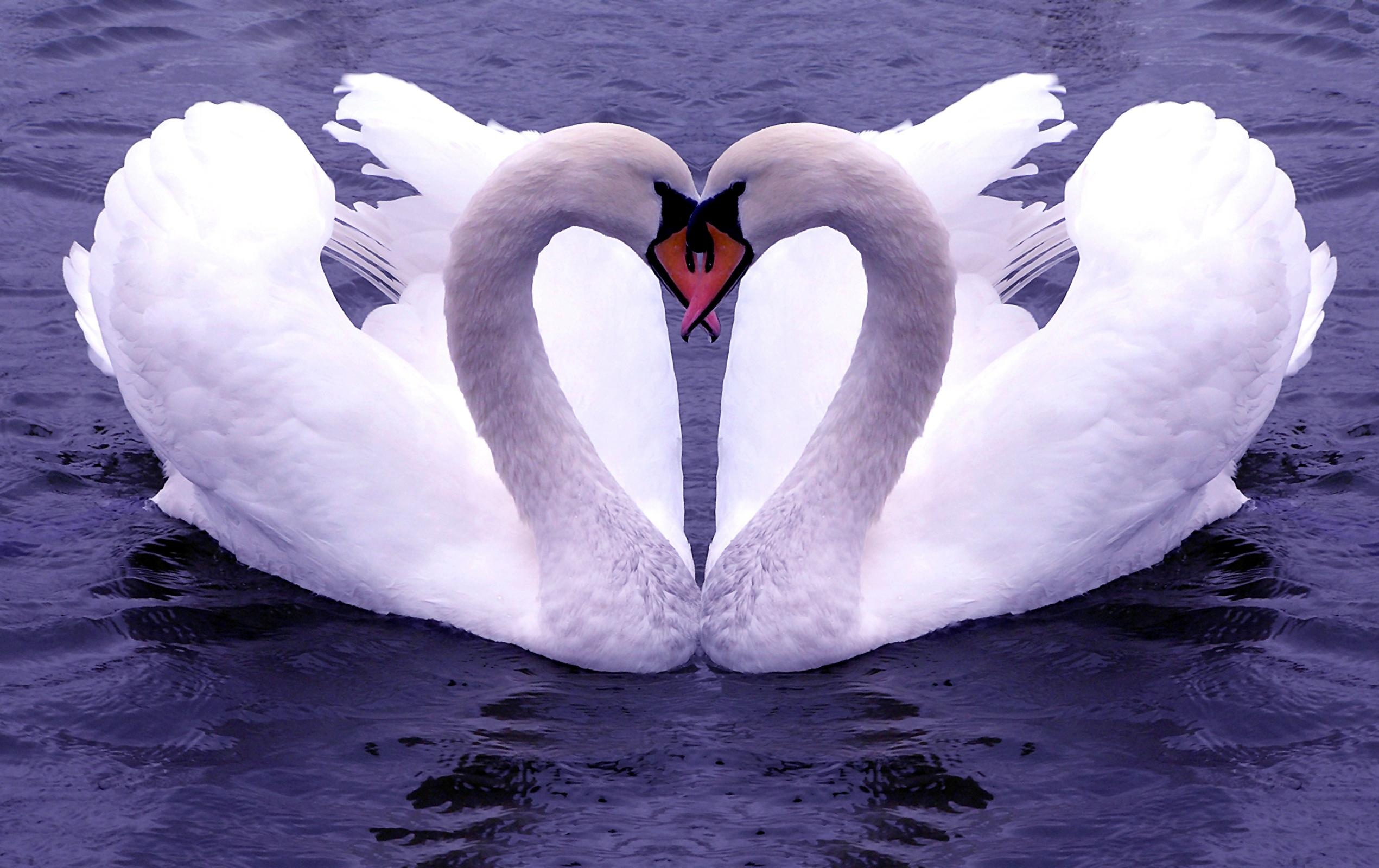 46 swan wallpapers, Swan wallpapers, Swan wallpapers, Swan, 2550x1600 HD Desktop