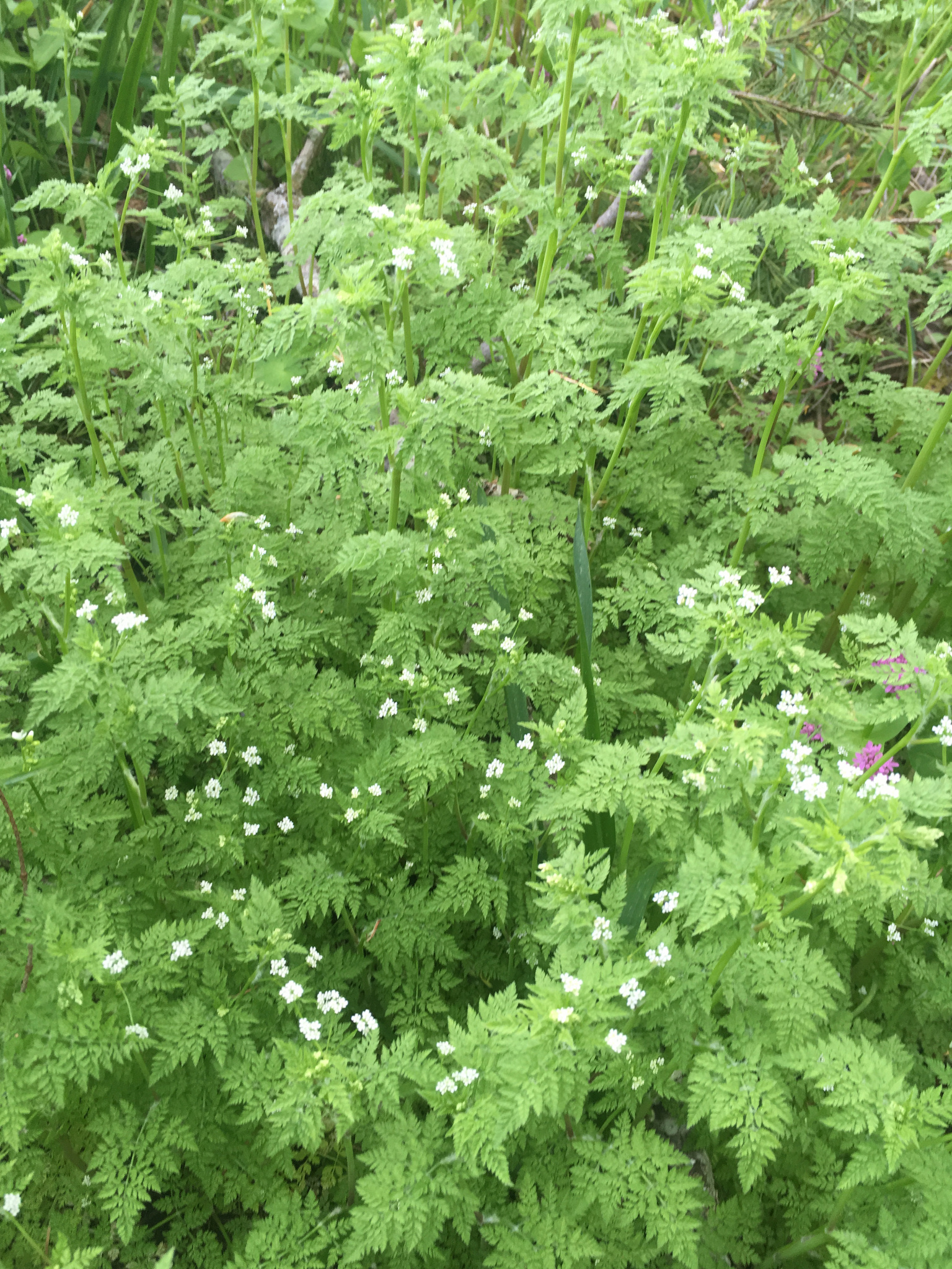 Chervil, Bur parsley, Inaturalist NZ, 1540x2050 HD Phone