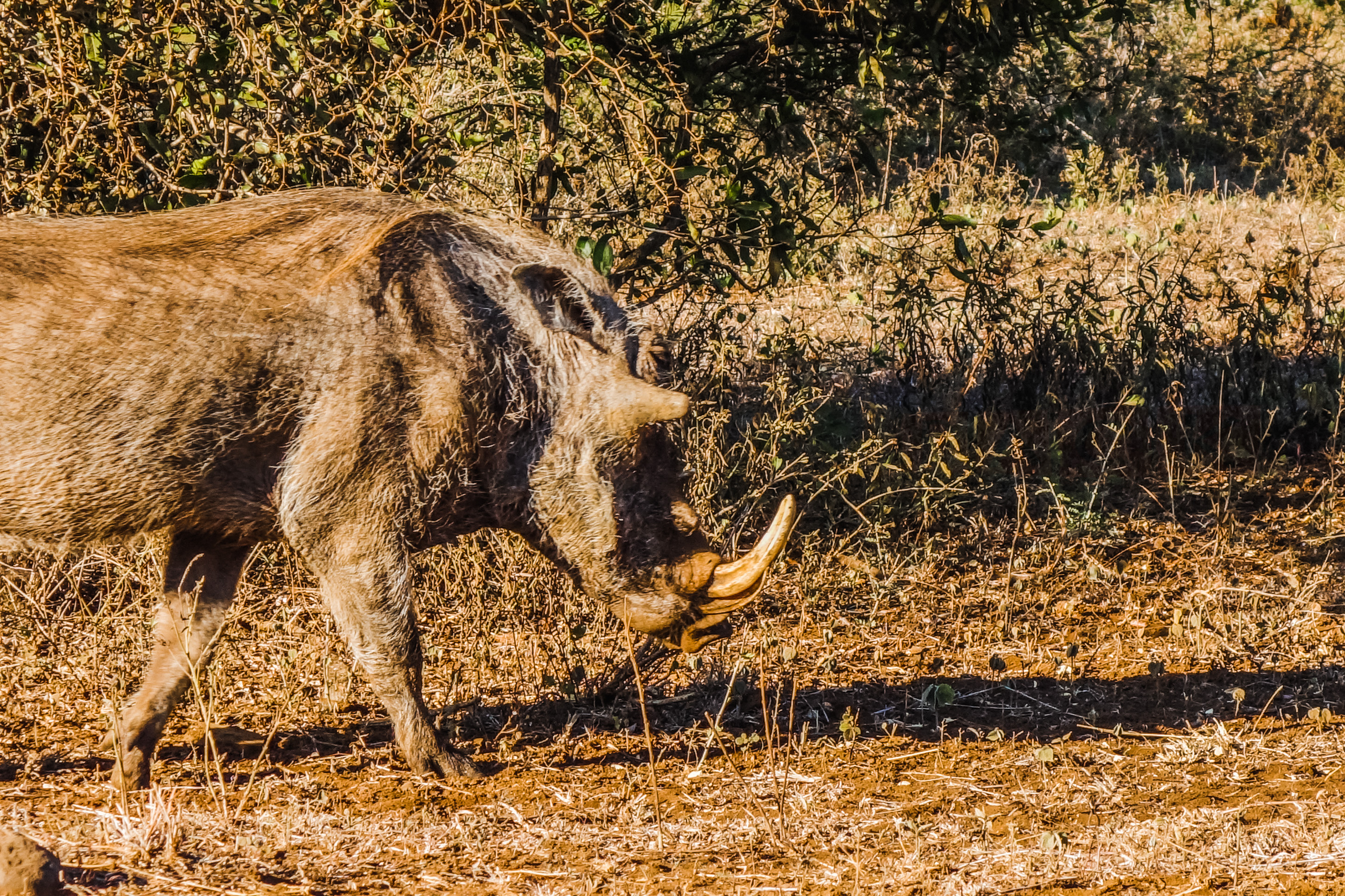 Kruger National Park, Wolf Pack, South Africa, 2900x1940 HD Desktop