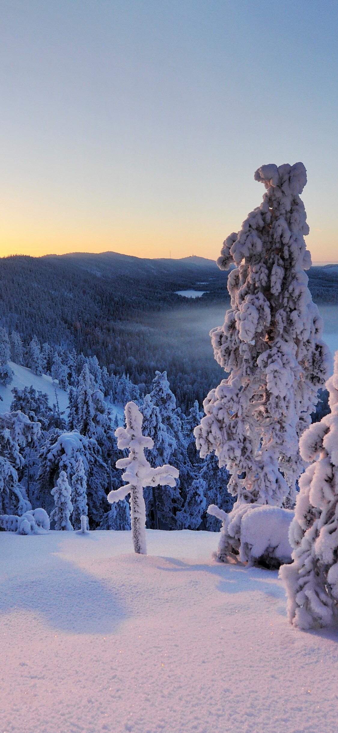 Frosty Finnish hill, Snowy trees, Winter wonderland, Nature's tranquility, 1130x2440 HD Phone