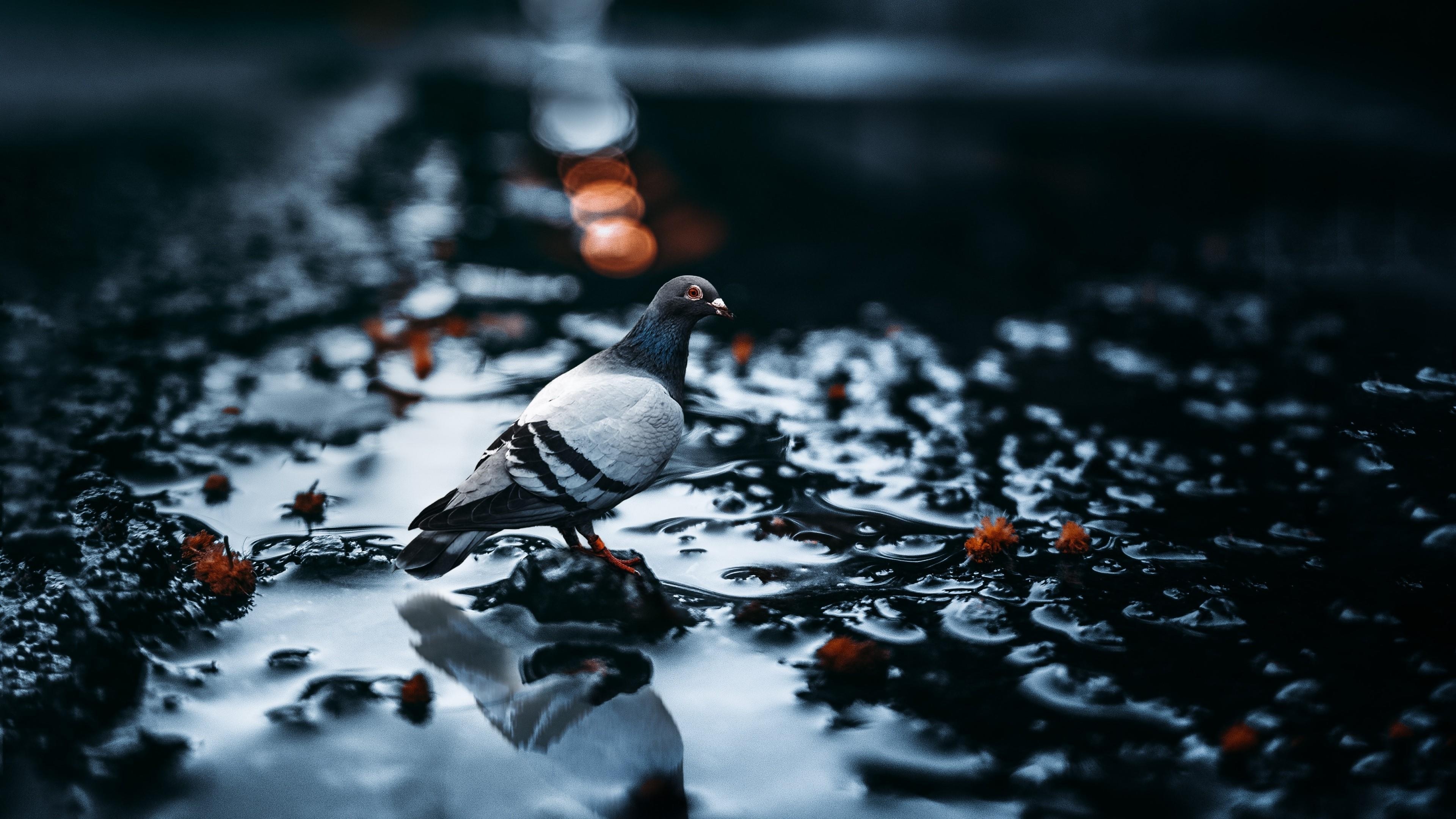 Street pigeons, City cohabitants, Flocking patterns, Pigeon diversity, 3840x2160 4K Desktop