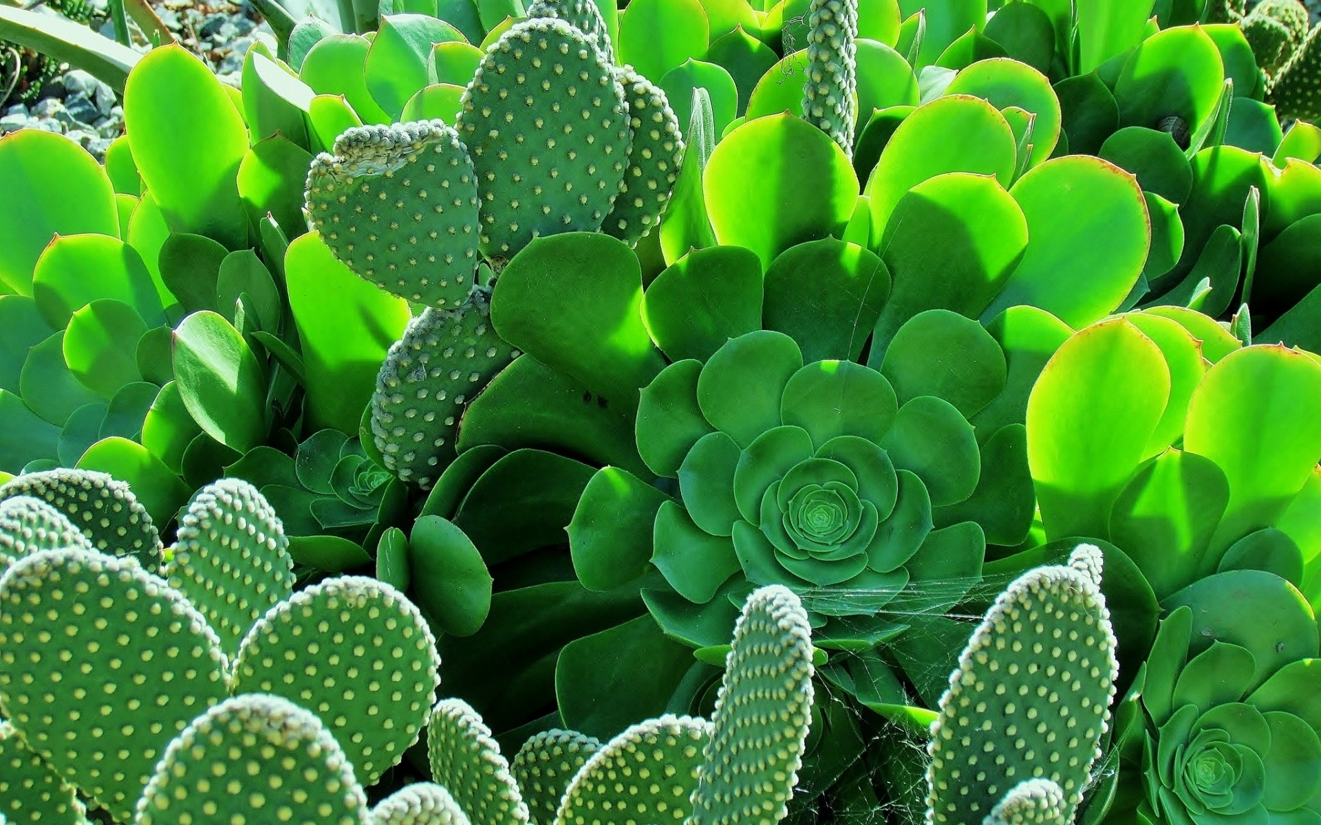 High-definition beauty, Mesmerizing cactus, Nature's artwork, Wallpaper art, 1920x1200 HD Desktop