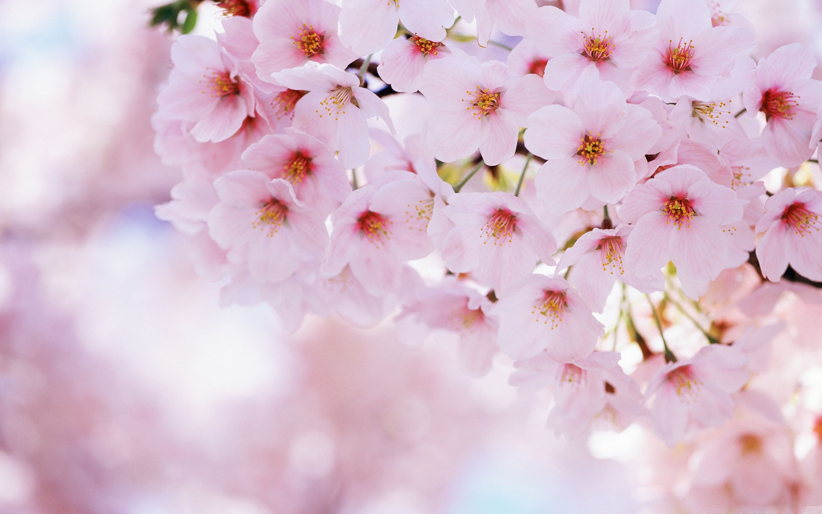 Pink Sakura blossoms, Detailed flower stamens, Soft floral bokeh, HD Desktop wallpaper