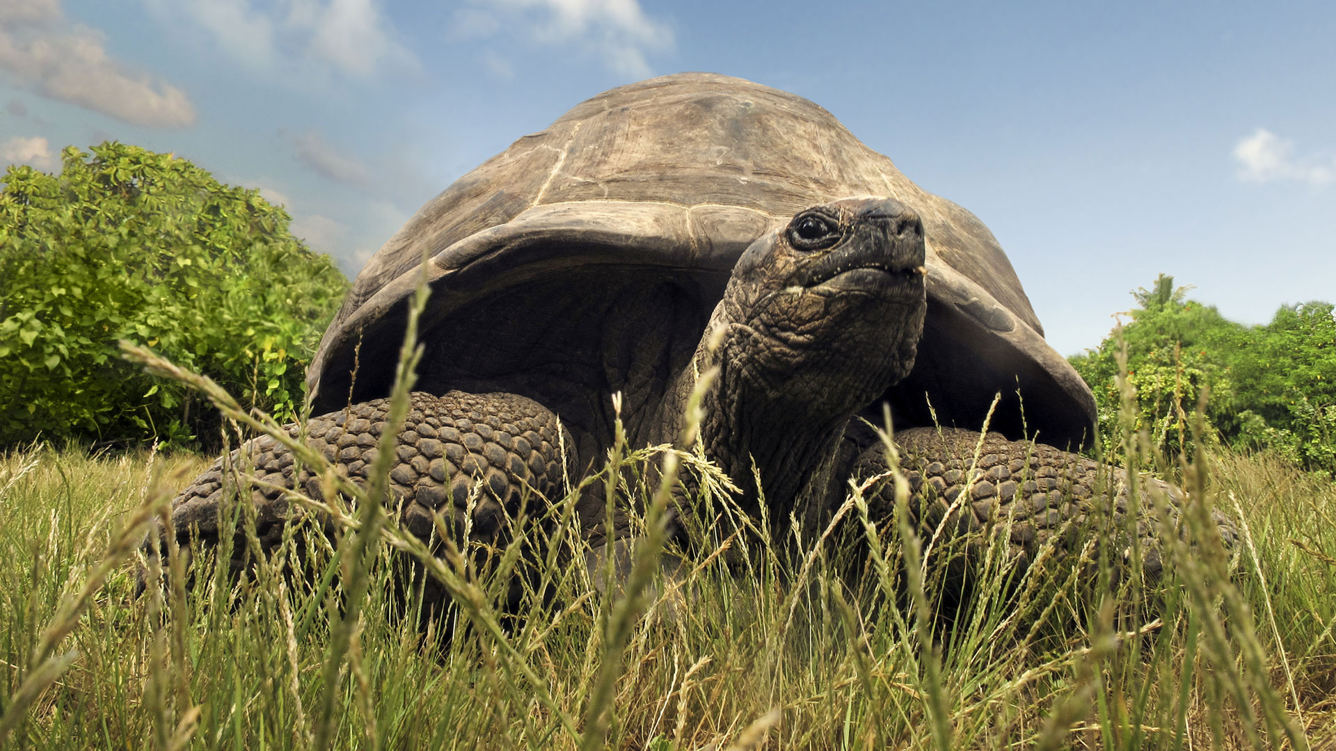 Fregate Island, Aldabra Giant Tortoise Wallpaper, 1920x1080 Full HD Desktop