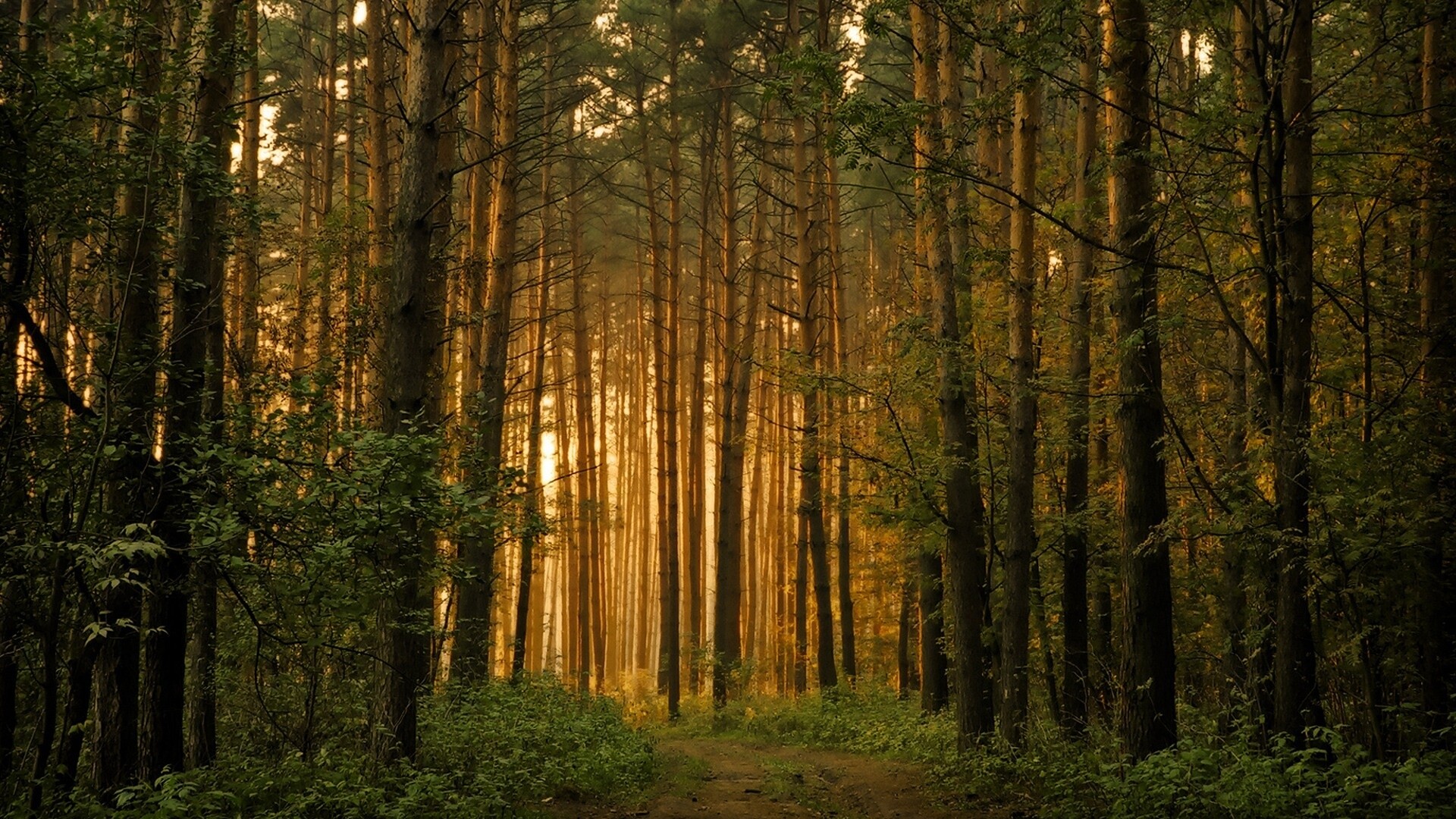 Artistic forest scenery, Nature's vibrant canvas, Captivating wilderness, Visionary beauty, 1920x1080 Full HD Desktop