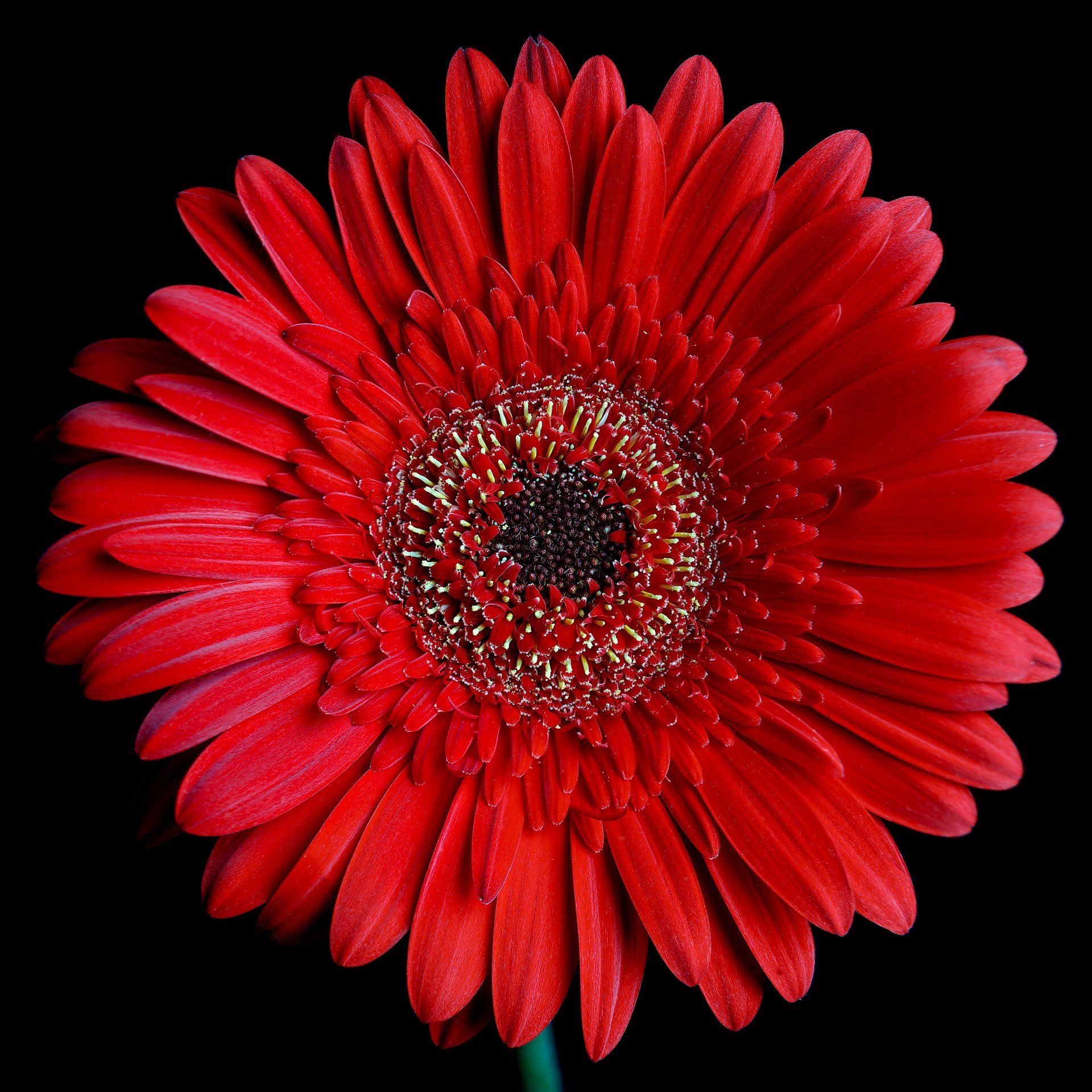 Super duper daisy, Red roses wallpaper, Wonderful flowers, Floral extravaganza, 1920x1920 HD Phone