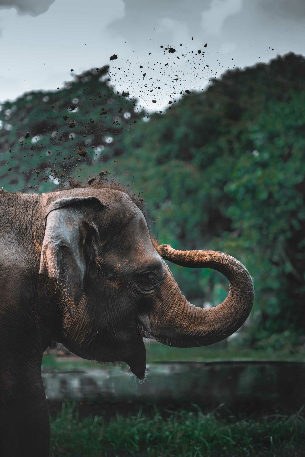 Elephant wallpaper, HD resolution, Breathtaking artwork, True splendor, 1280x1920 HD Phone