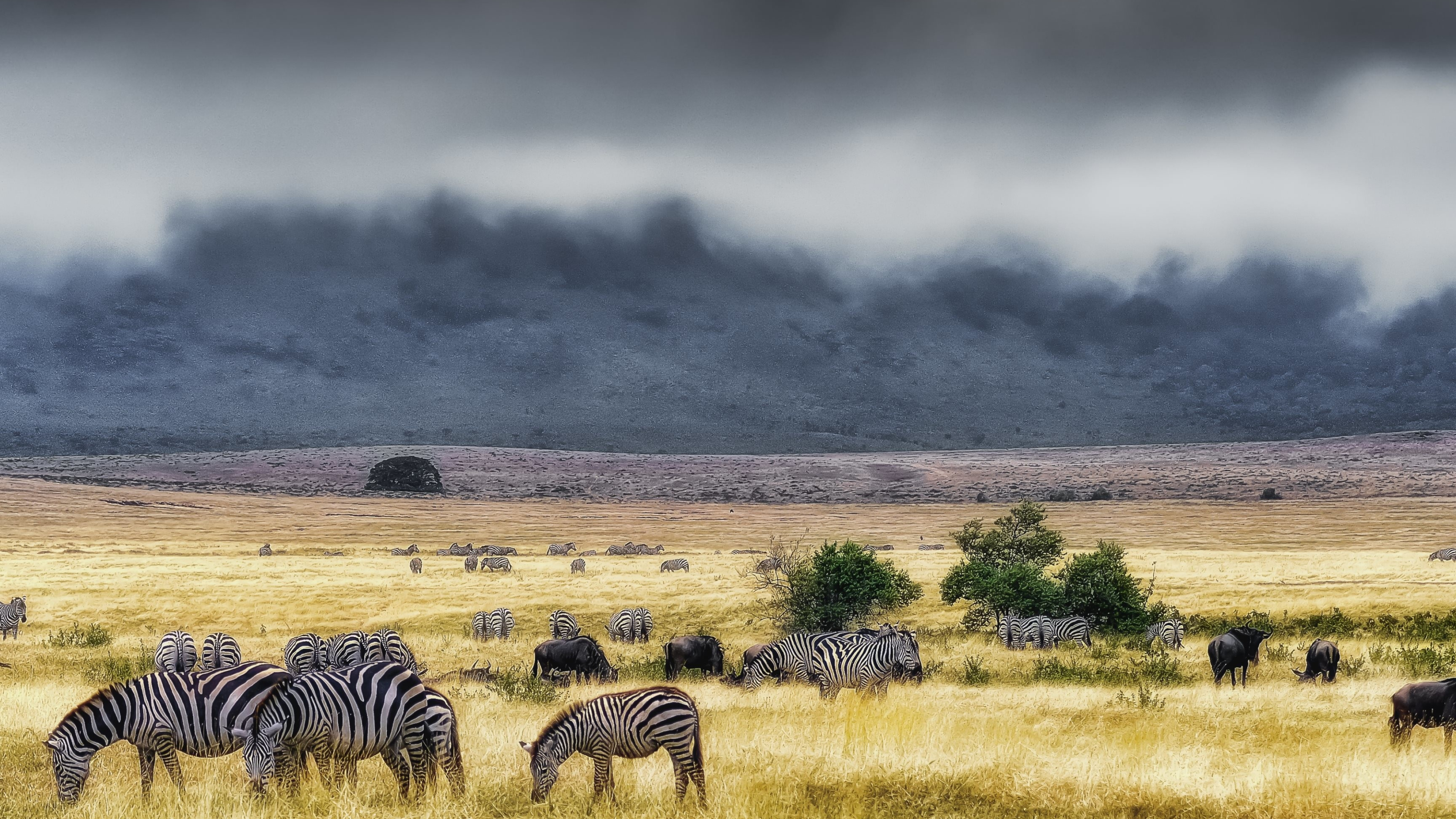 Captivating zebra wallpaper, Desktop background images, High-quality animal visuals, Stunning zebra imagery, 3840x2160 4K Desktop