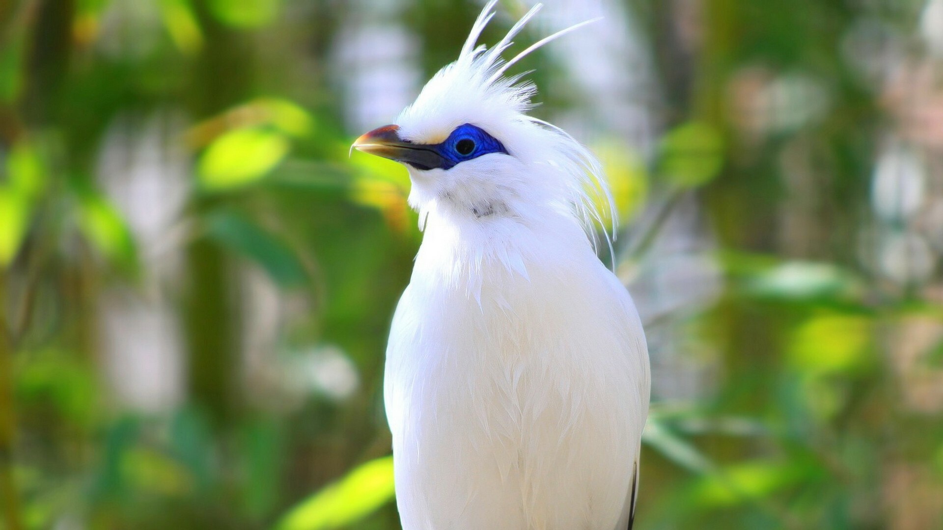 Bali myna, Birds Wallpaper, 1920x1080 Full HD Desktop