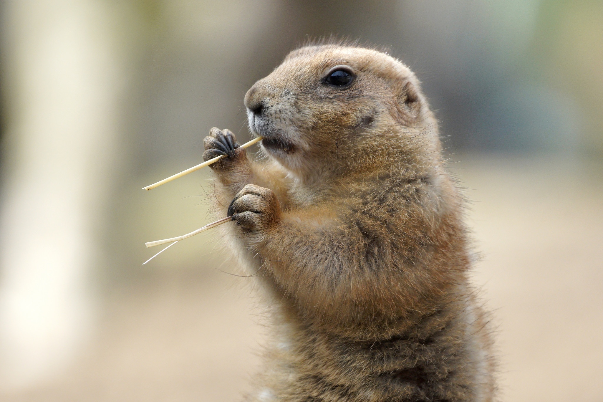 Utah Prairie Dog, Cute animal, Active burrower, Wildlife photography, 2050x1370 HD Desktop