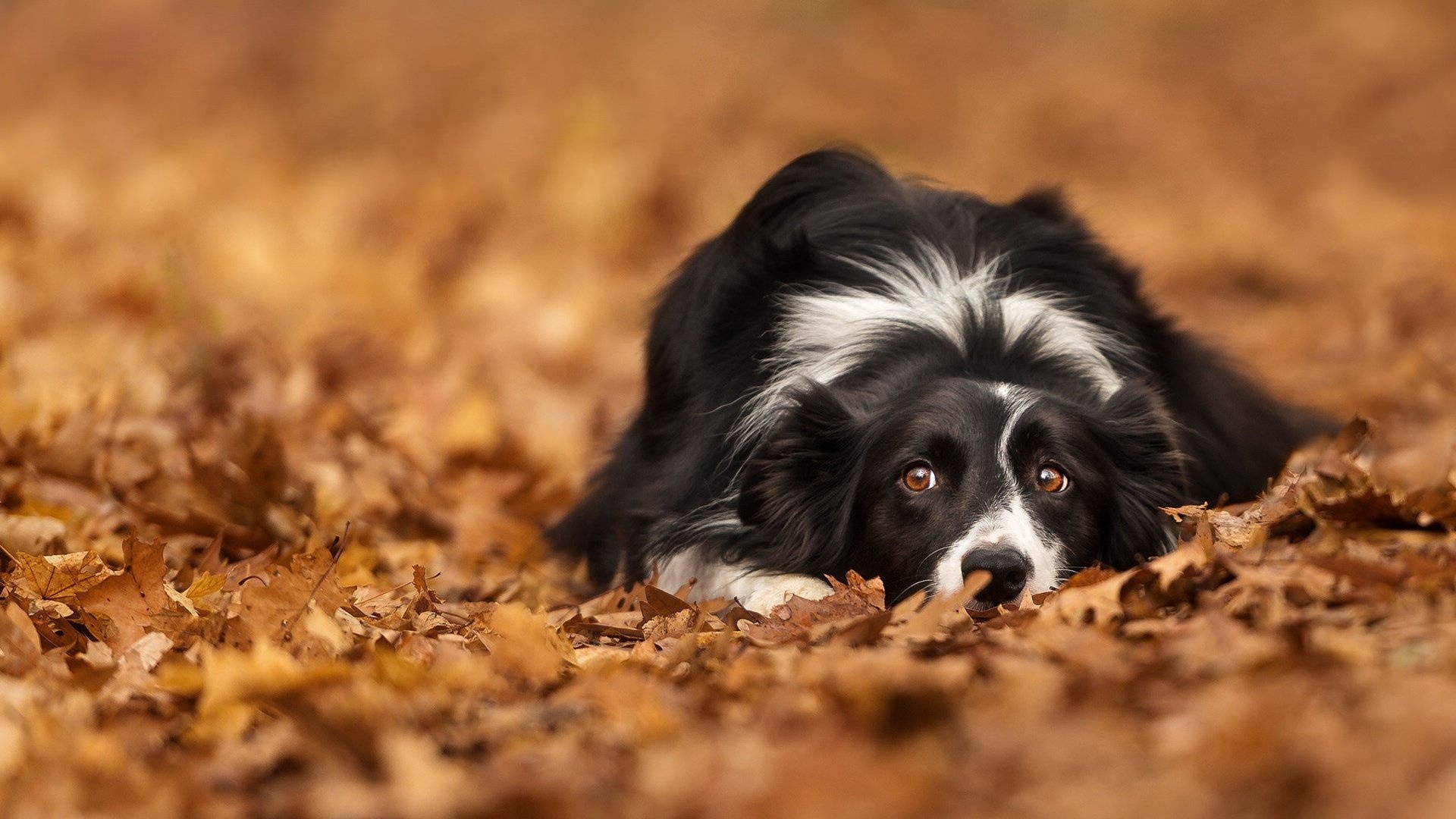 Awesome Border Collie, HD wallpaper, Dog lover's dream, Full HD cuteness, 1920x1080 Full HD Desktop