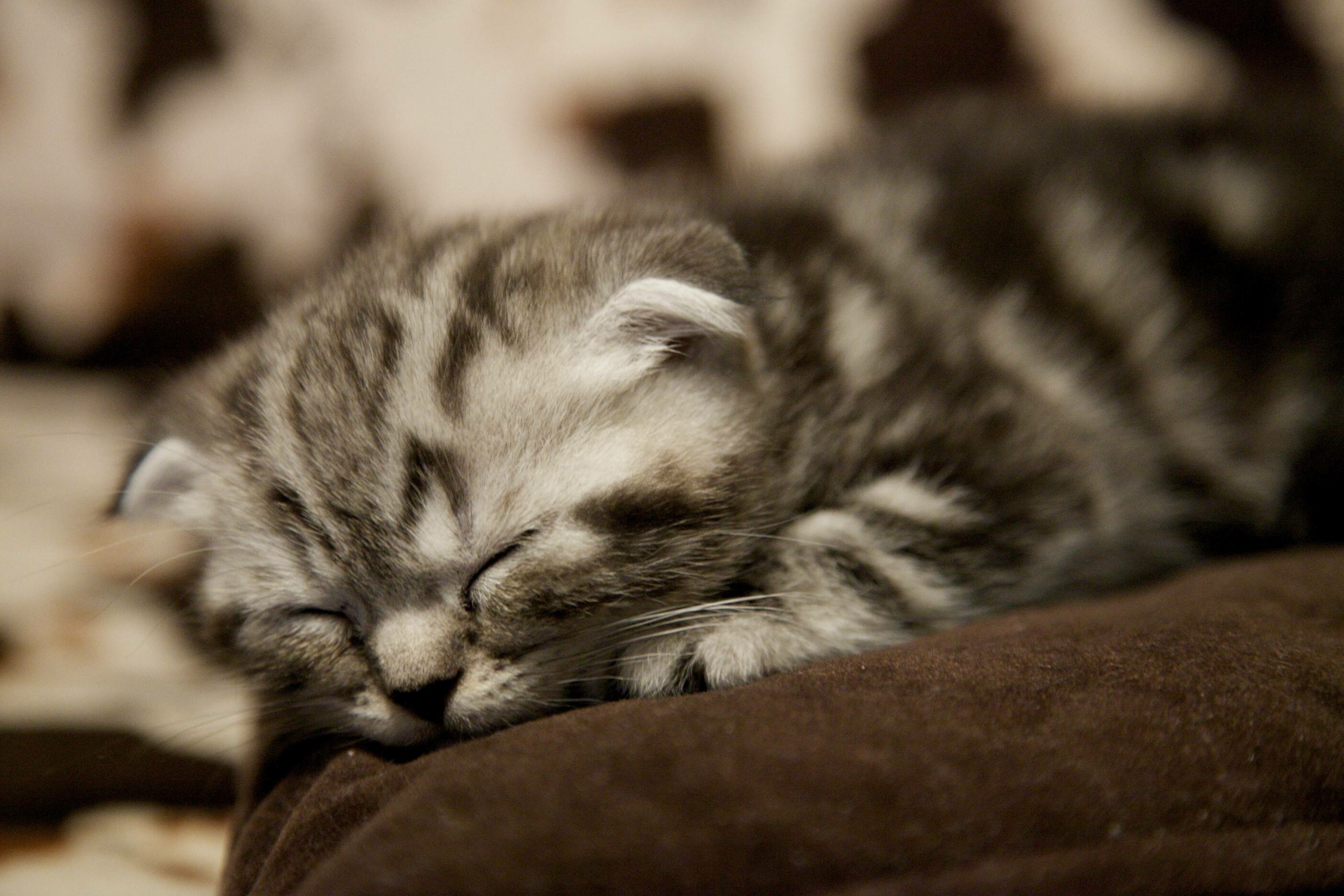 Scottish Fold, Kittens Wallpaper, 2810x1880 HD Desktop