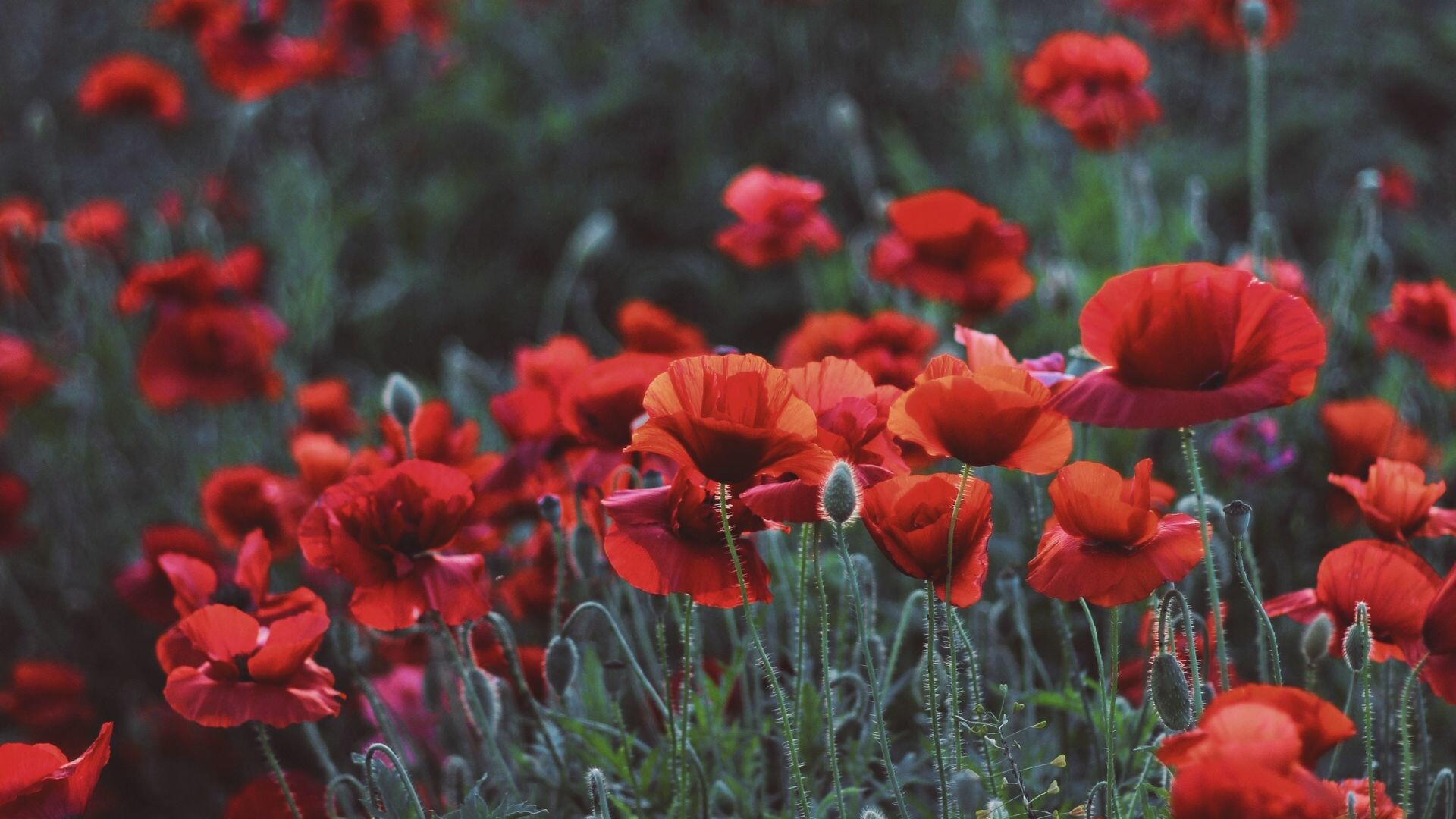 Poppies, Flower field, Meadow beauty, Spring wallpaper, 1920x1080 Full HD Desktop