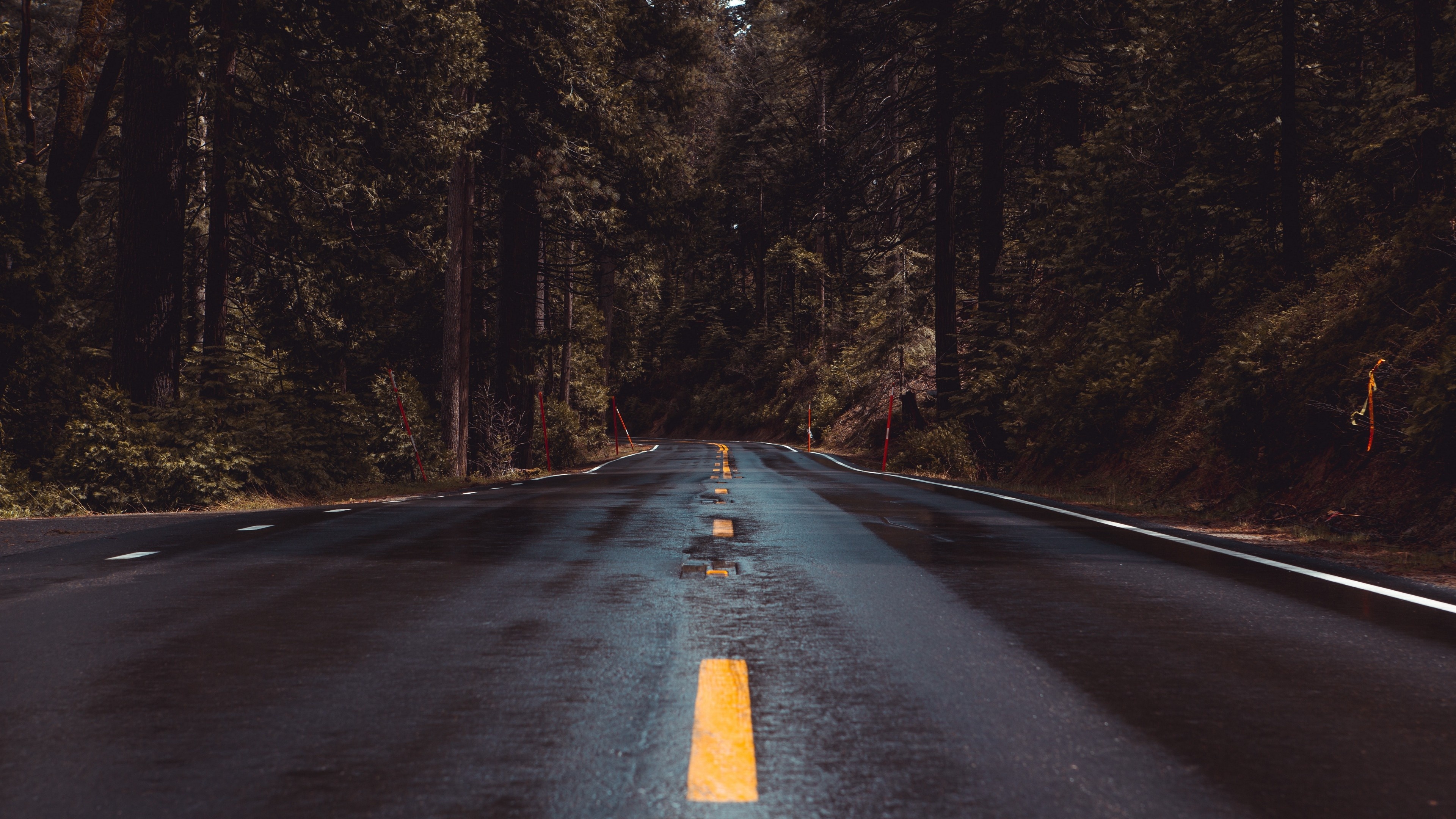 wet asphalt forest road, yellow dashed centerline, dense pine woodland, 4K Desktop wallpaper