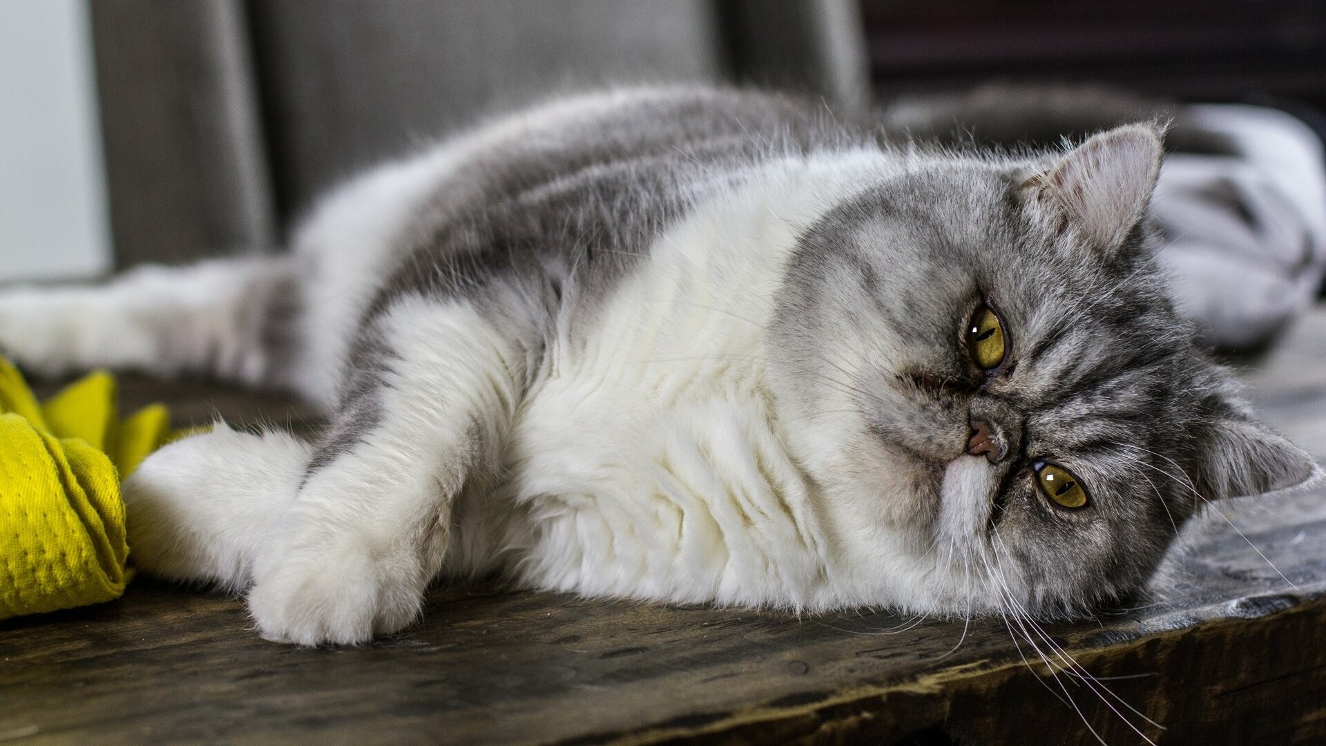 Persian Cat, 4K Ultra HD, Fluffy beauty, Mesmerizing gaze, 1920x1080 Full HD Desktop