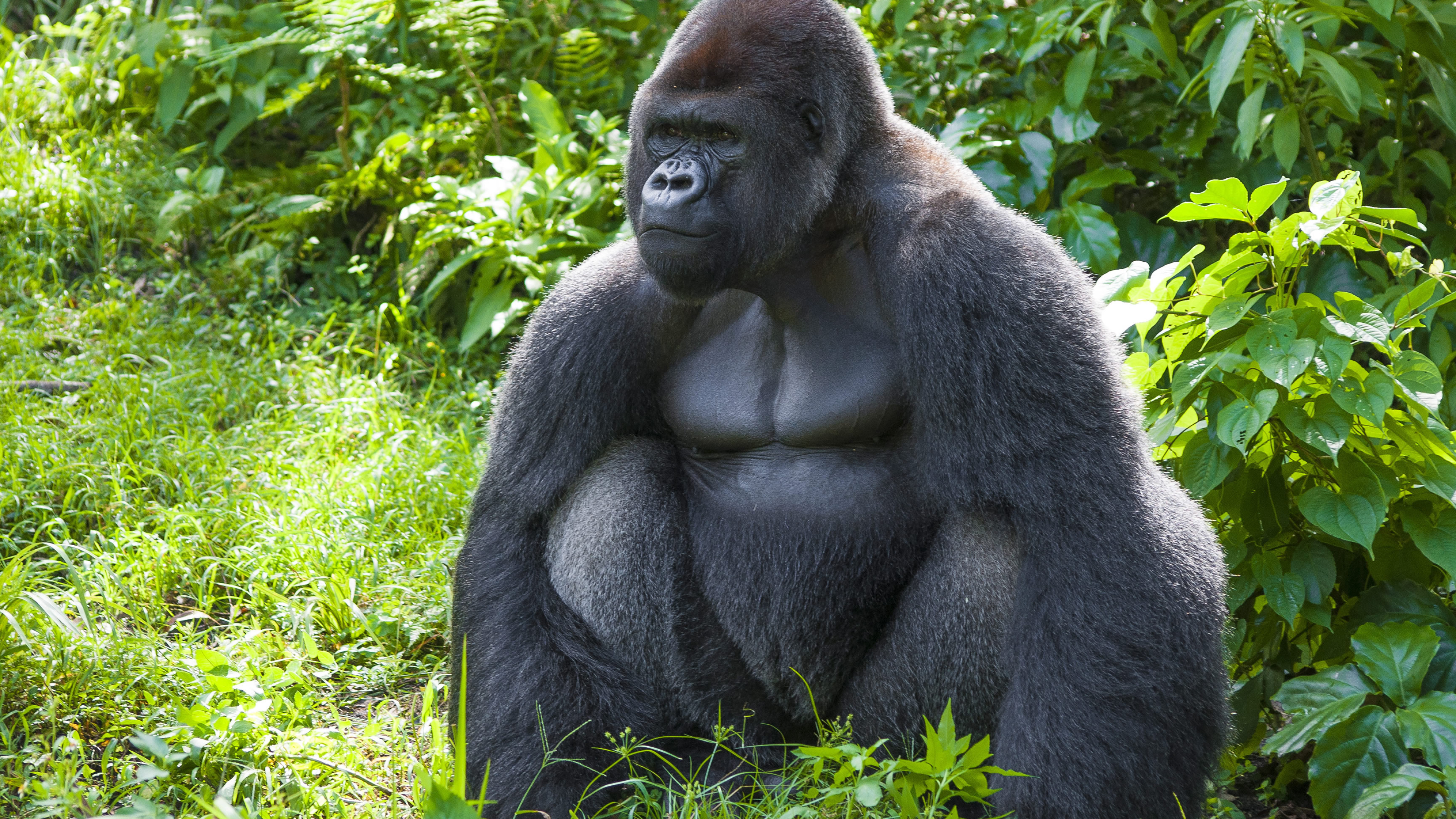 Gorilla family, Serene moments, Nature's tranquility, Peaceful existence, 3840x2160 4K Desktop