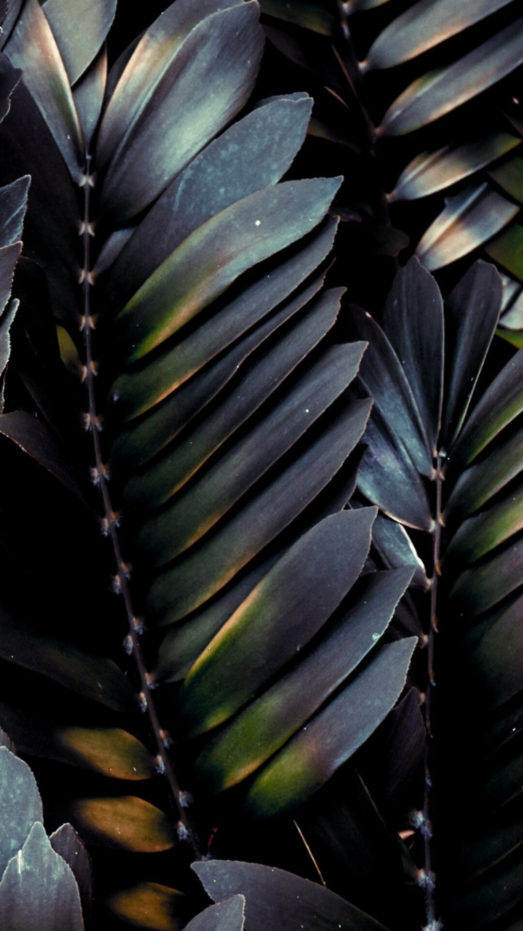 Palm tree leaves, Tropical vibes, Exotic beauty, Relaxing scenery, 1080x1920 Full HD Phone