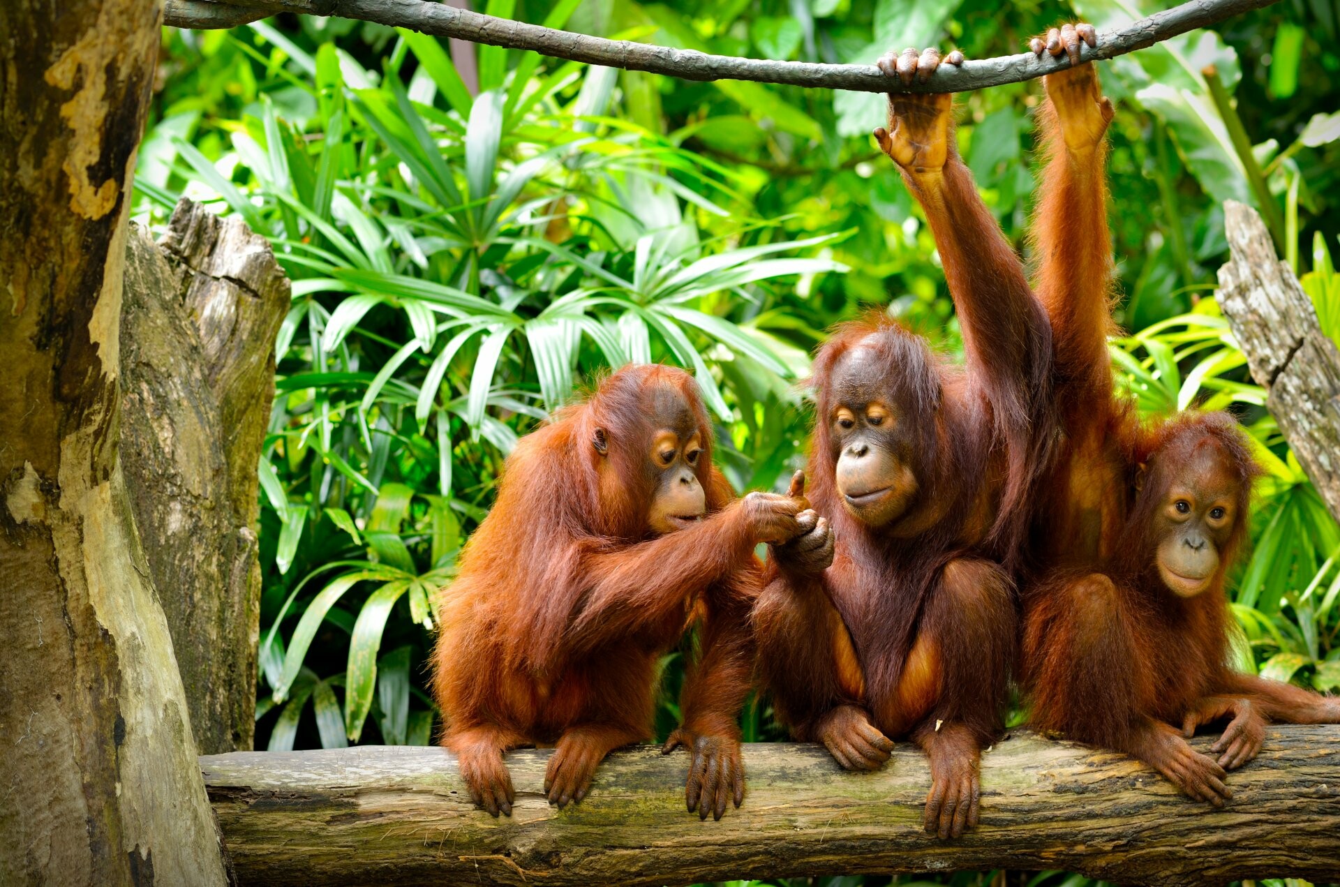 Orangutan species diversity, Ape kingdom, Primate habitats, Wildlife conservation, 1920x1280 HD Desktop